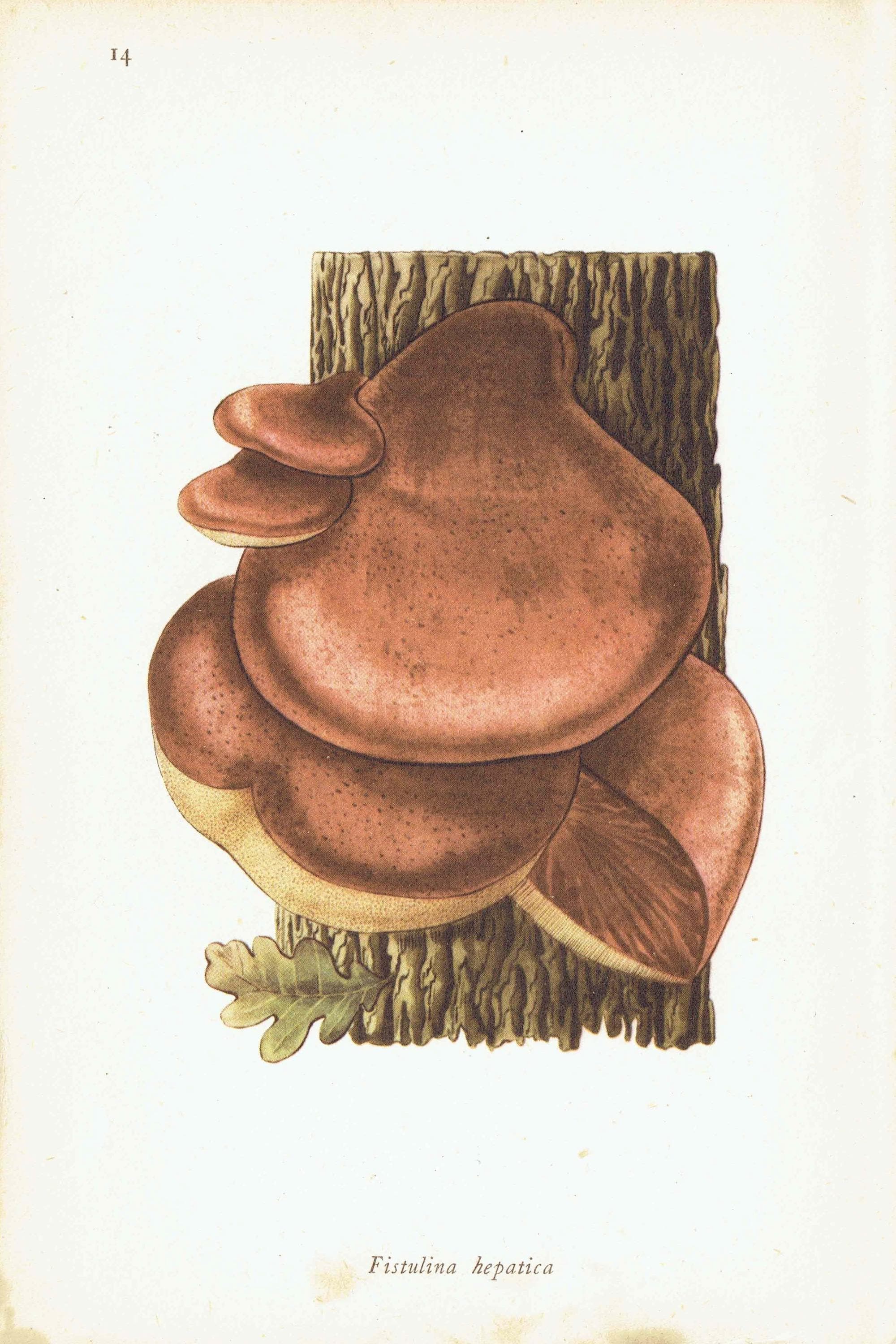 1943 Orange Birch Bolete & Beefsteak Fungus - Original Vintage Print By Ellenby - Ramsbottom Mycology Study - 4.5 x 6.5 in - Image 6