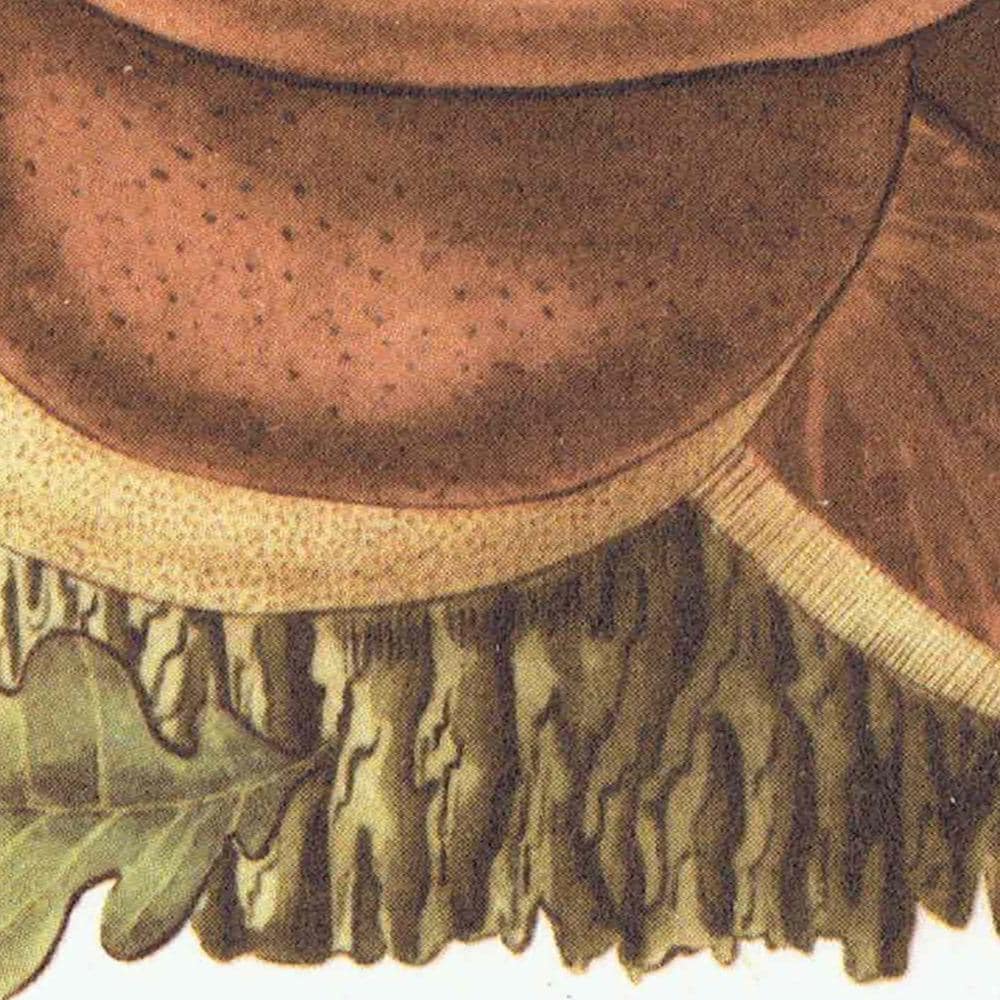 1943 Orange Birch Bolete & Beefsteak Fungus - Original Vintage Print By Ellenby - Ramsbottom Mycology Study - 4.5 x 6.5 in - Image 8