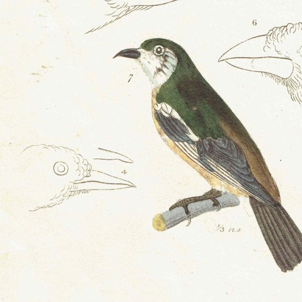 c.1836 Animal Kingdom Aves Pl.61 Antique Bird Print - Blue-headed Tanagra & White-necked Thrush - Hand Coloured Ornithology - 8.5 x 5 in - Image 4