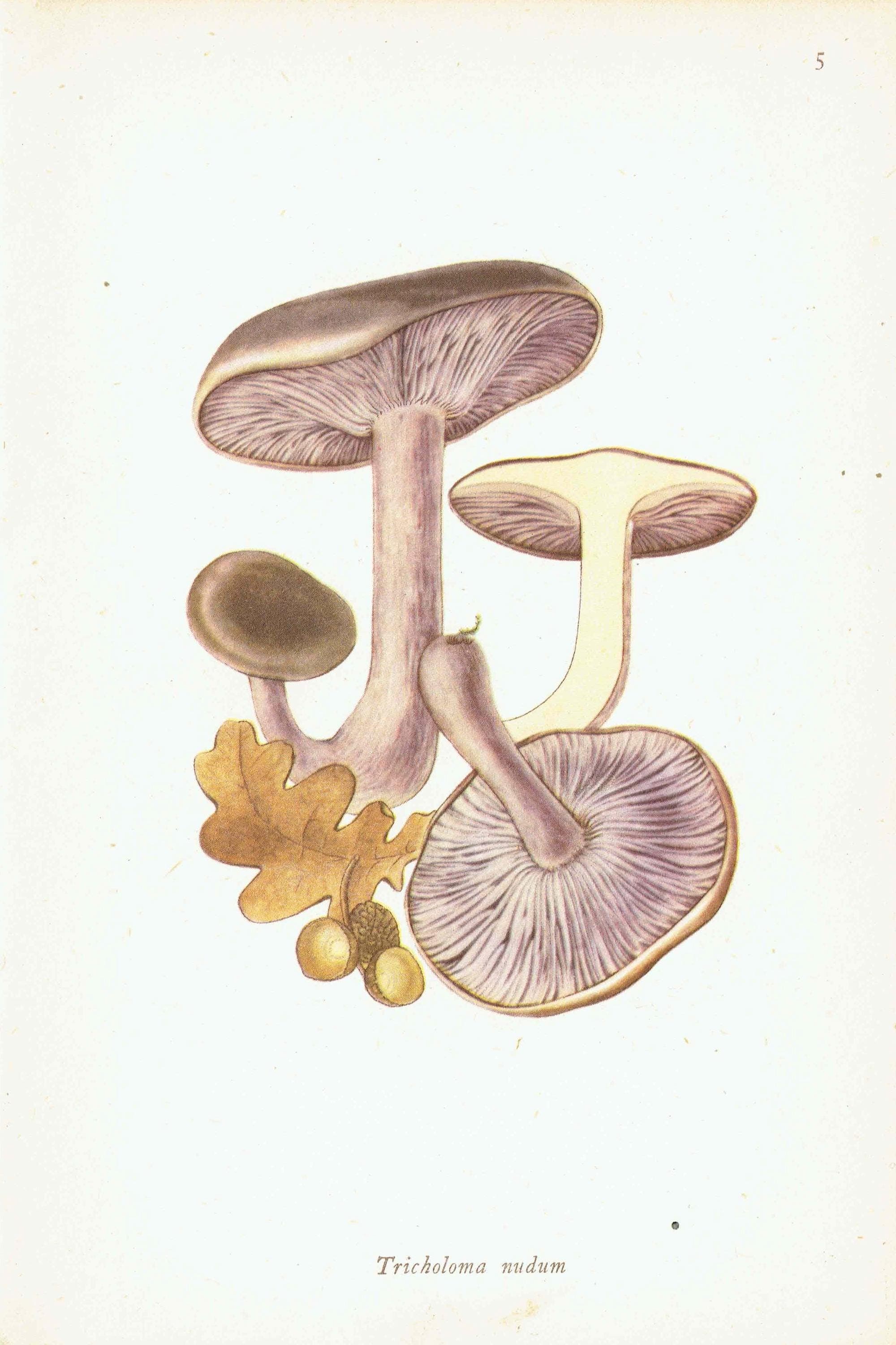 Vintage Mushroom Print - Wood Blewit & St George's, 1943 Botanical Illustration - Image 3