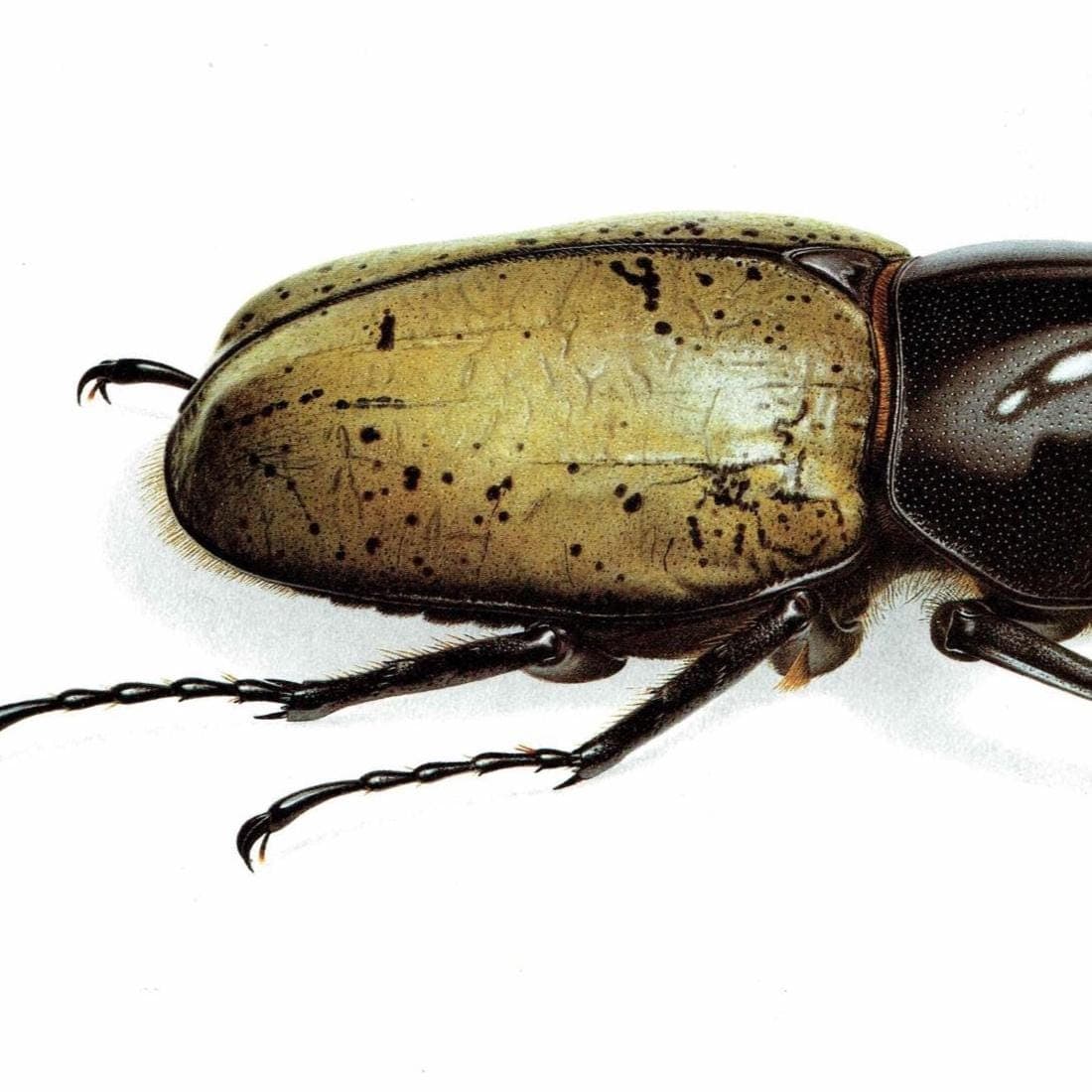 1986 Dynastes Hercules Beetle Print - Durin Bernard Les Insectes Scientific Illustration - Linnaeus Entomology - 11 x 13 in - Image 3
