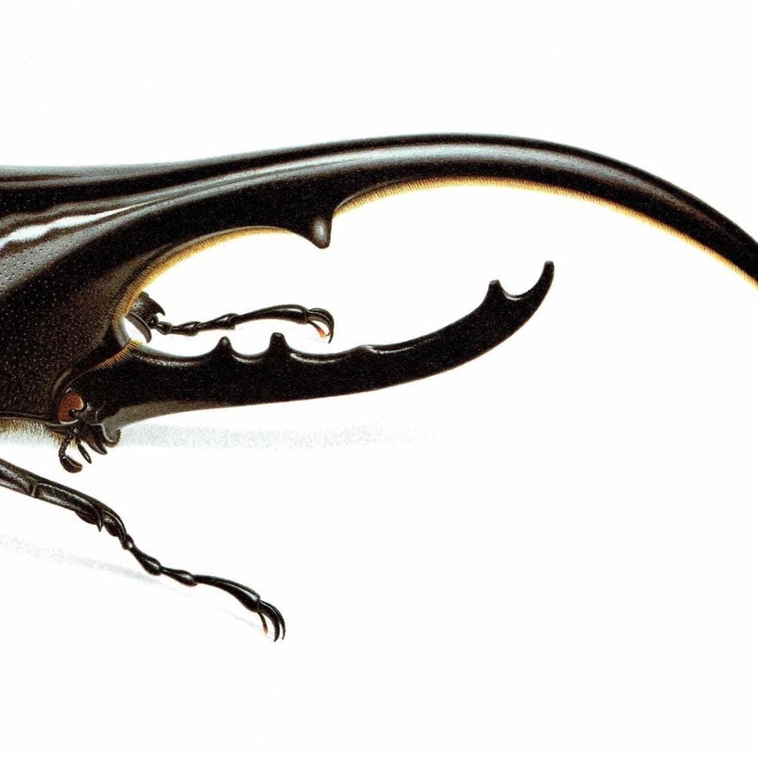 1986 Dynastes Hercules Beetle Print - Durin Bernard Les Insectes Scientific Illustration - Linnaeus Entomology - 11 x 13 in - Image 4