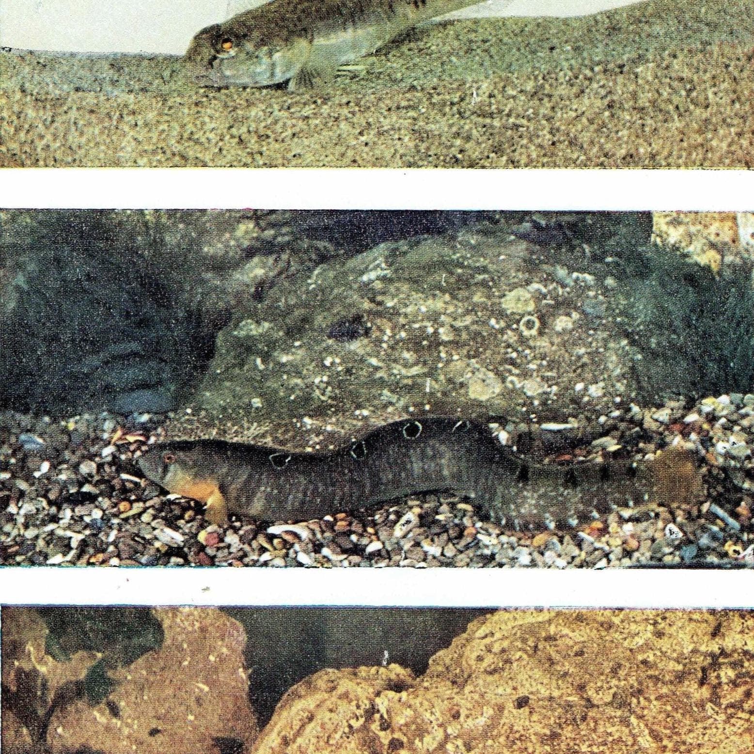 1959 Octopus Marine Life Print - Scientific Illustration - Vintage Ocean Wildlife Study - Natural History Educational Art - 5 x 8.25 in - Image 2