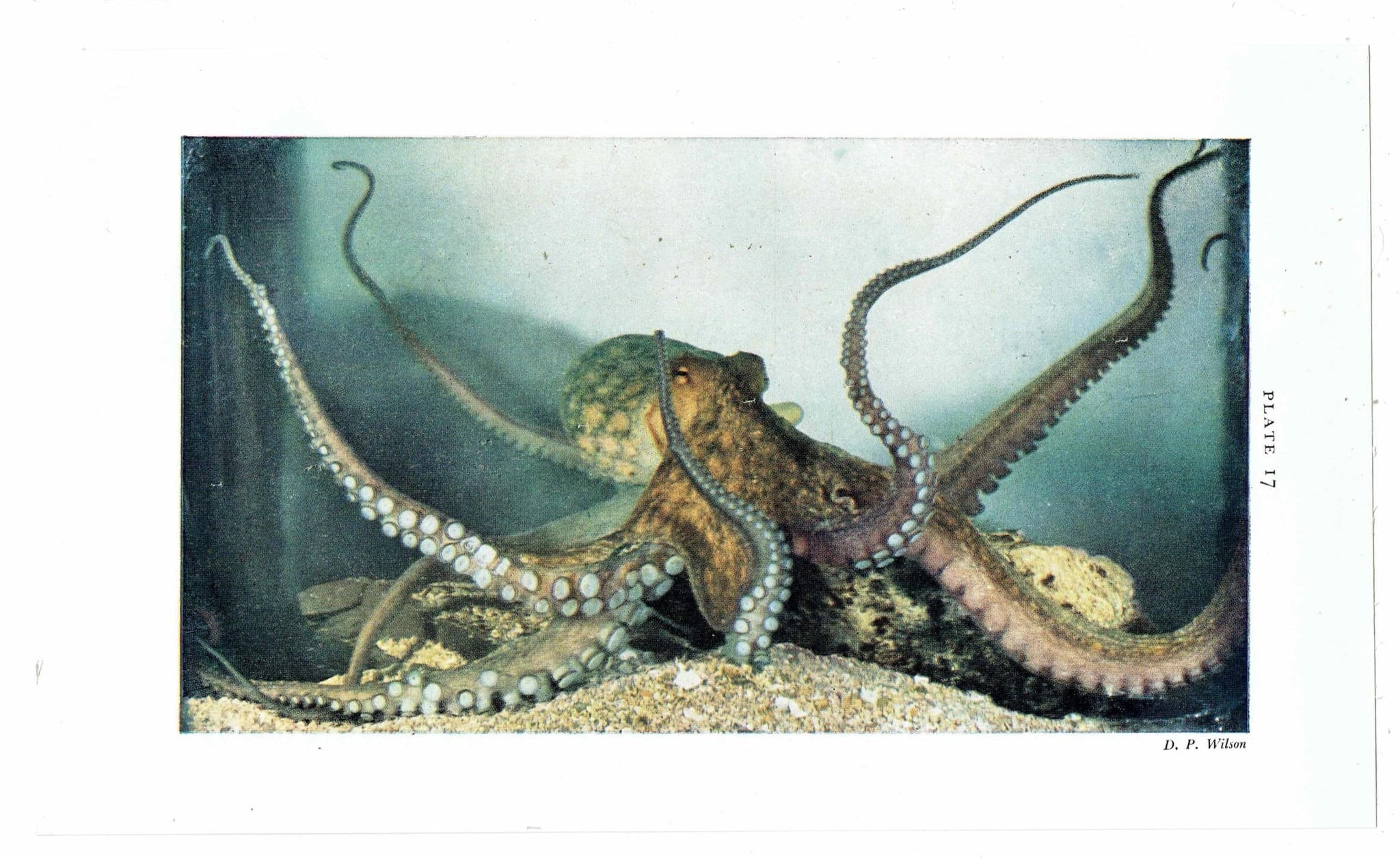 1959 Octopus Marine Life Print - Scientific Illustration - Vintage Ocean Wildlife Study - Natural History Educational Art - 5 x 8.25 in - Image 3