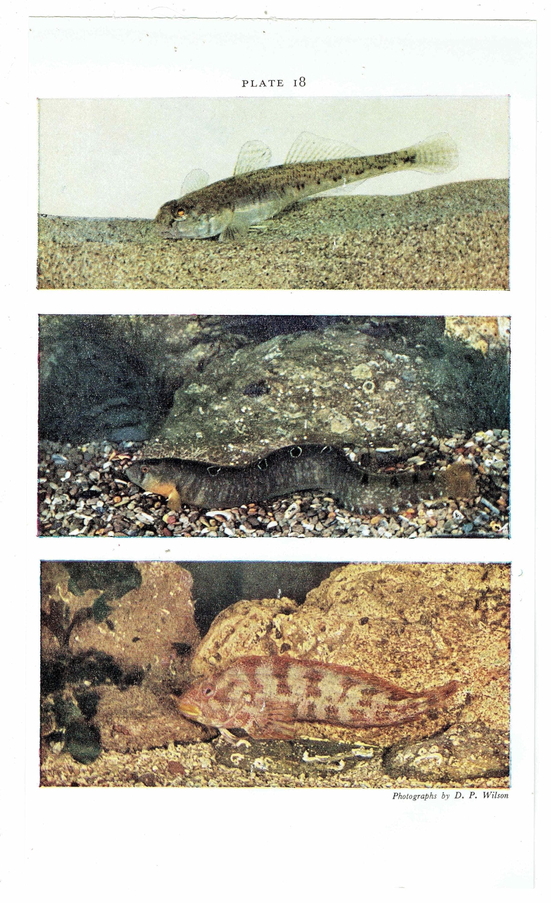 1959 Octopus Marine Life Print - Scientific Illustration - Vintage Ocean Wildlife Study - Natural History Educational Art - 5 x 8.25 in - Image 5