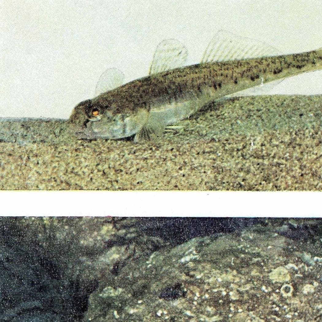 1959 Octopus Marine Life Print - Scientific Illustration - Vintage Ocean Wildlife Study - Natural History Educational Art - 5 x 8.25 in - Image 6