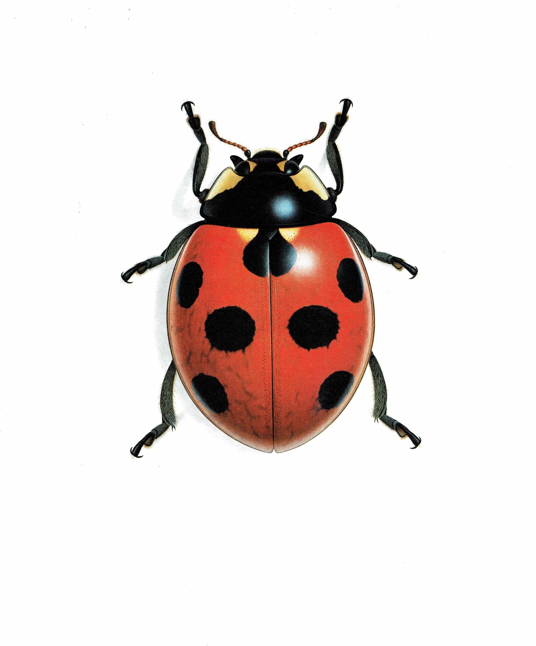 1986 Seven-Spotted Ladybird Coccinella Septempunctata Print - Durin Bernard Les Insectes - Scientific Art - Linnaeus Entomology - 11 x 13 in - Image 3