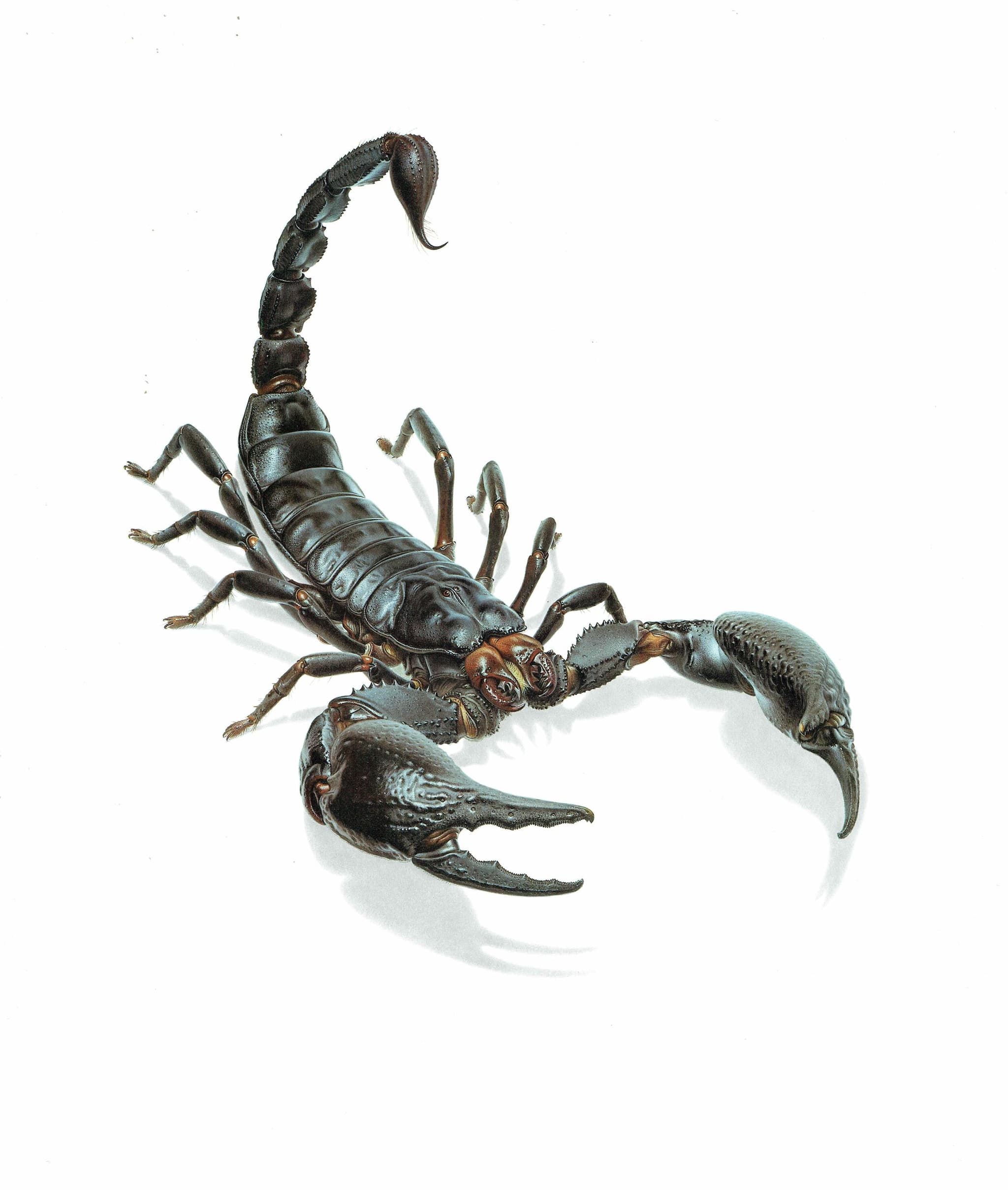 1986 Scorpion Pandinus Imperator Print - Durin Bernard Les Insectes Scientific Illustration - Burmeister C.L. Koch Entomology - 11 x 13 in - Image 3