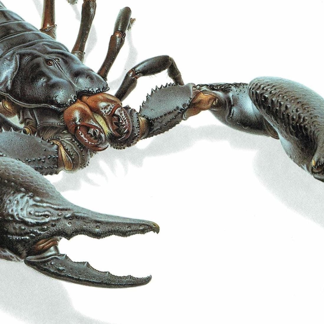 1986 Scorpion Pandinus Imperator Print - Durin Bernard Les Insectes Scientific Illustration - Burmeister C.L. Koch Entomology - 11 x 13 in - Image 5