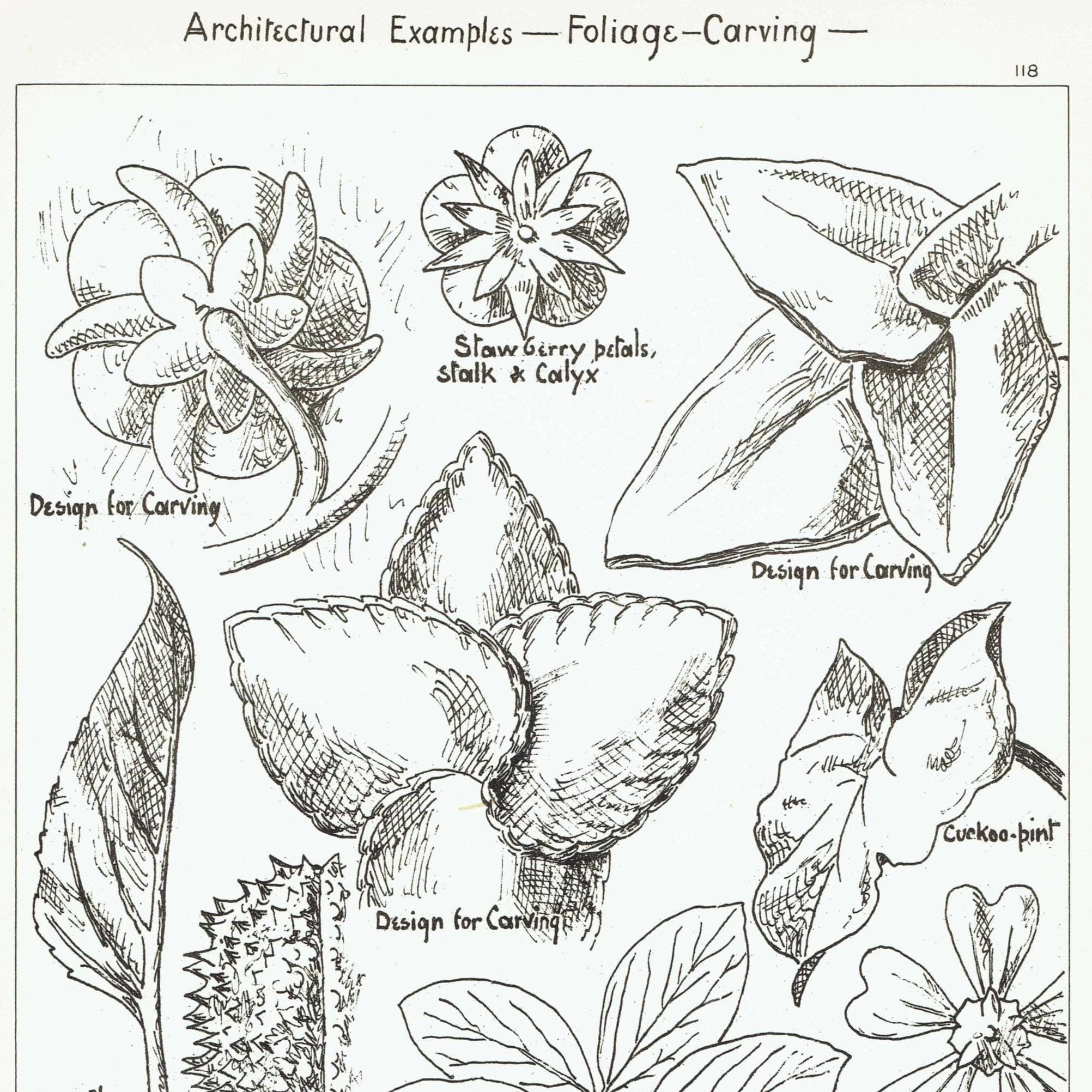 1898 Foliage Carving Architecture Print - Strawberry, Sunflower, Mallow & Bean Decorative Design Plate - 8 x 10.75 in - Image 2