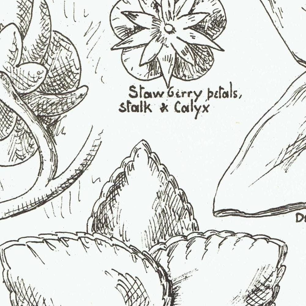 1898 Foliage Carving Architecture Print - Strawberry, Sunflower, Mallow & Bean Decorative Design Plate - 8 x 10.75 in - Image 3