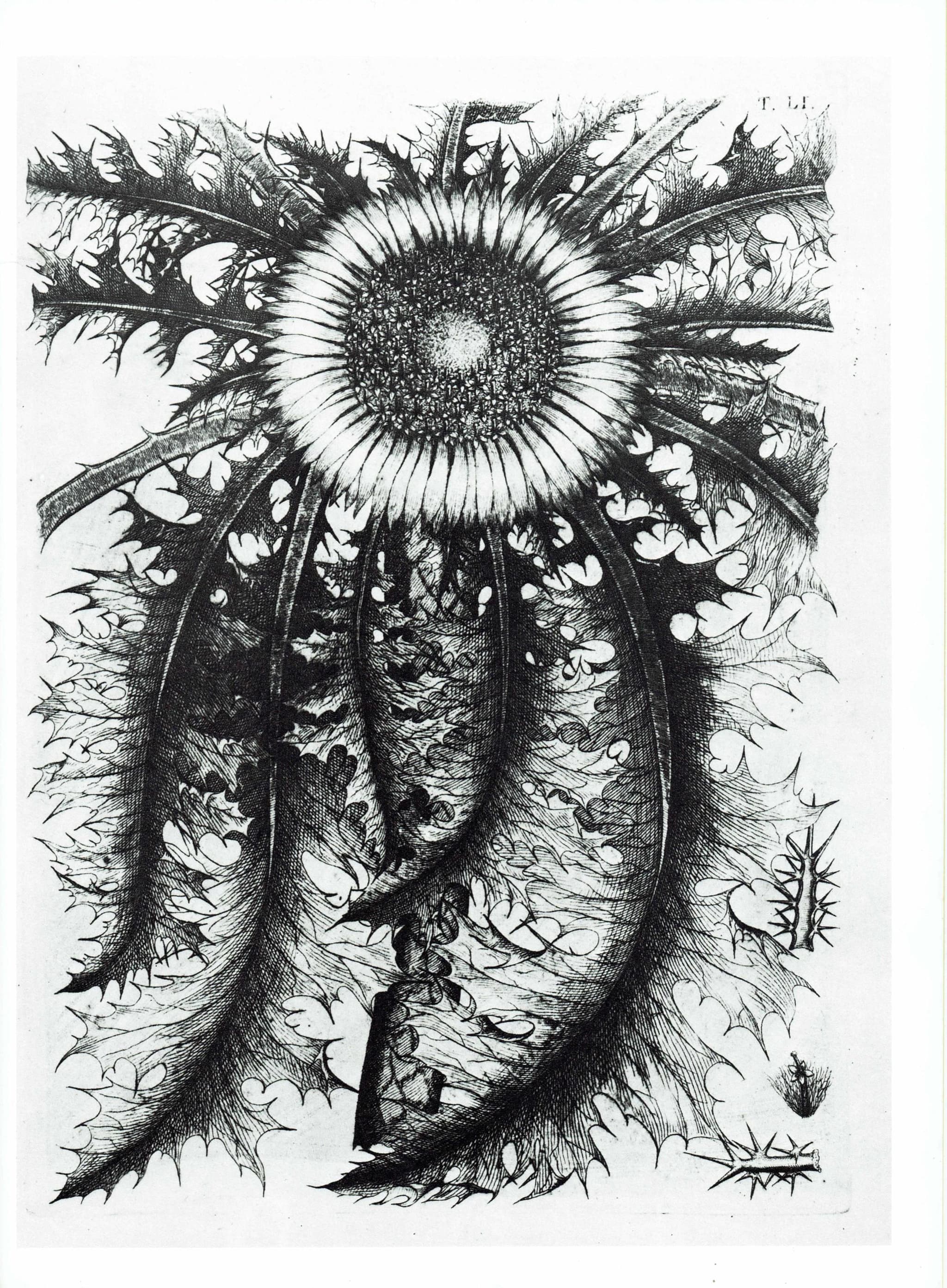 Carline Thistle - Original Vintage Print By Allioni - Flora Pedemontana Plate 51 Botanical Study Flower Art - 10 x 14 in - Image 2