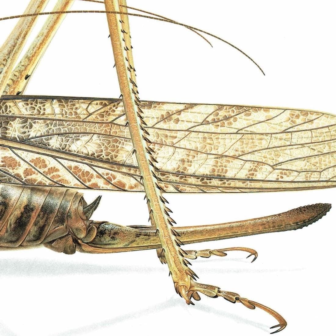 1986 Southern Wartbiter Decticus Albifrons Print - Durin Bernard Les Insectes Scientific Illustration - Fabricius Entomology - 11 x 13 in - Image 5