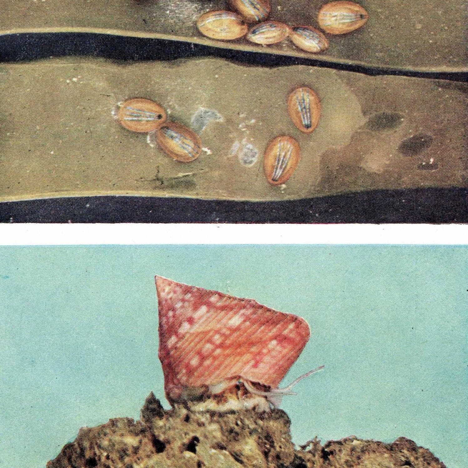1959 The Sea Shore Marine Life Antique Print - Blue-rayed Limpet & Flat Periwinkles on Serrated Wrack - 5 x 8.25 in - Image 2