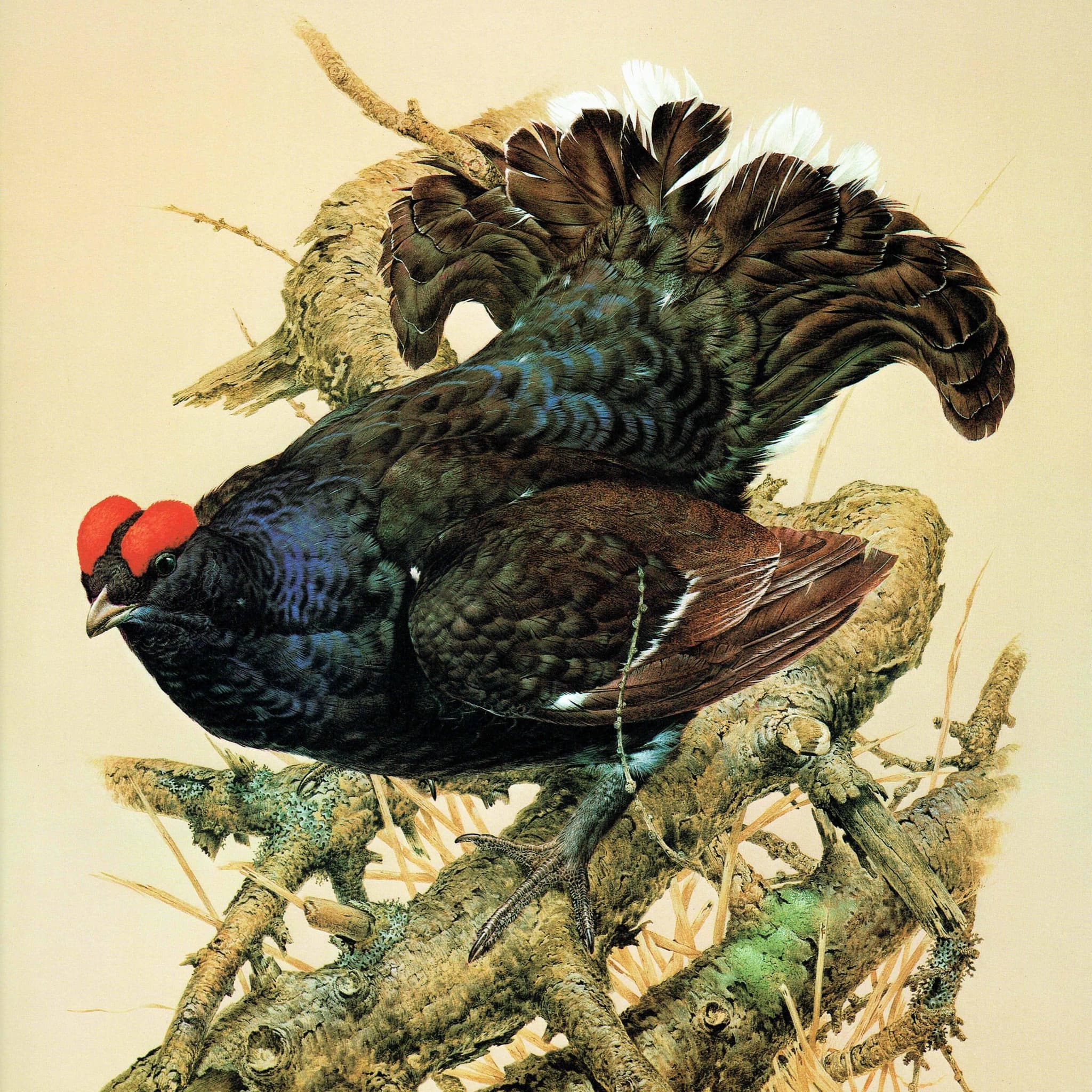 1981 Black Grouse Lyrurus Tetrix - Maurice Pledger Game Birds - Original Vintage Wildlife Art - 11.5 x 16.5 in - Image 3