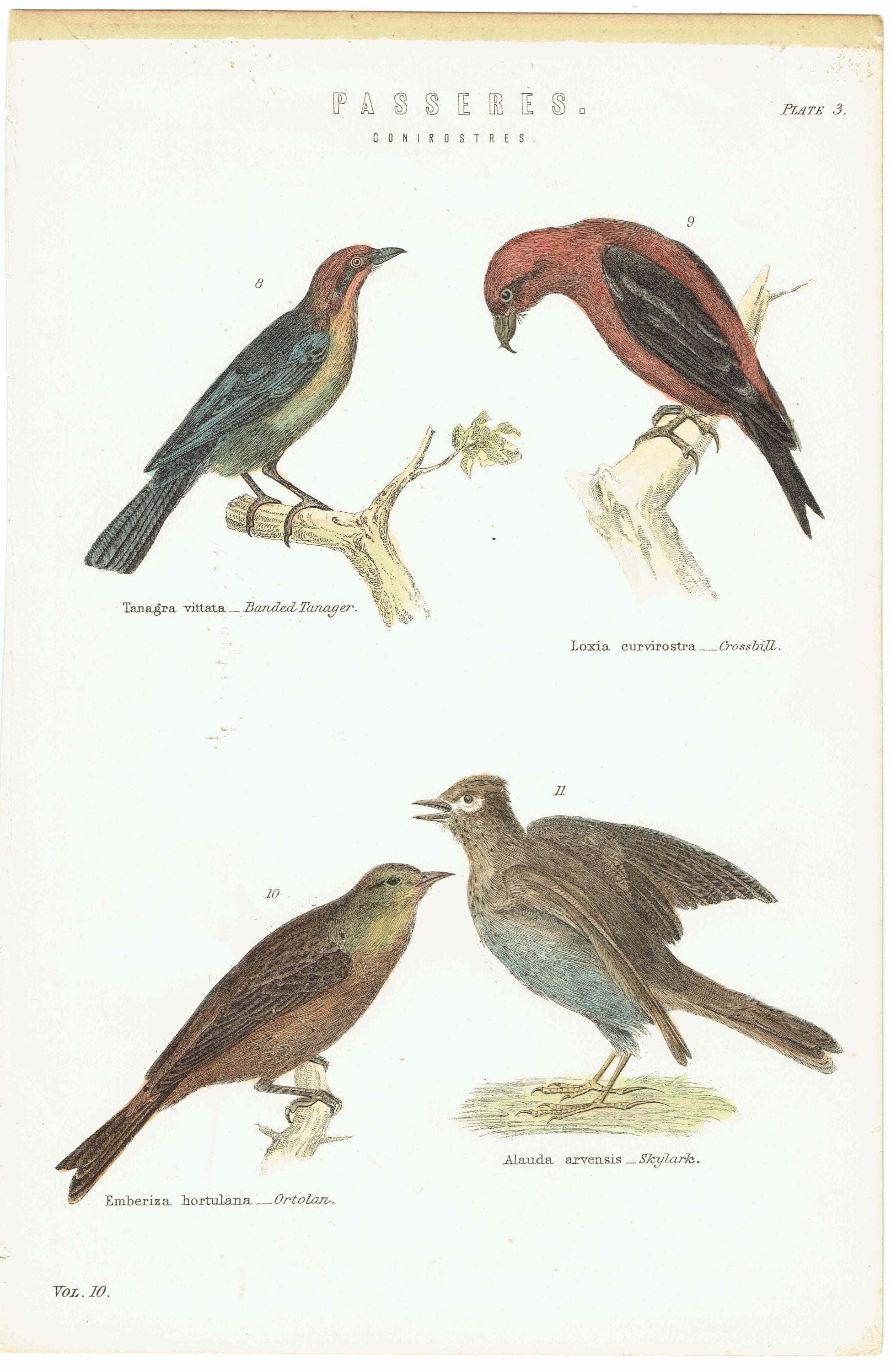 c.1880 Passeres Conirostres Bird Print - Banded Tanager, Crossbill, Ortolan, Skylark - Hand Coloured Ornithology Art - 9.75 x 6.25 in