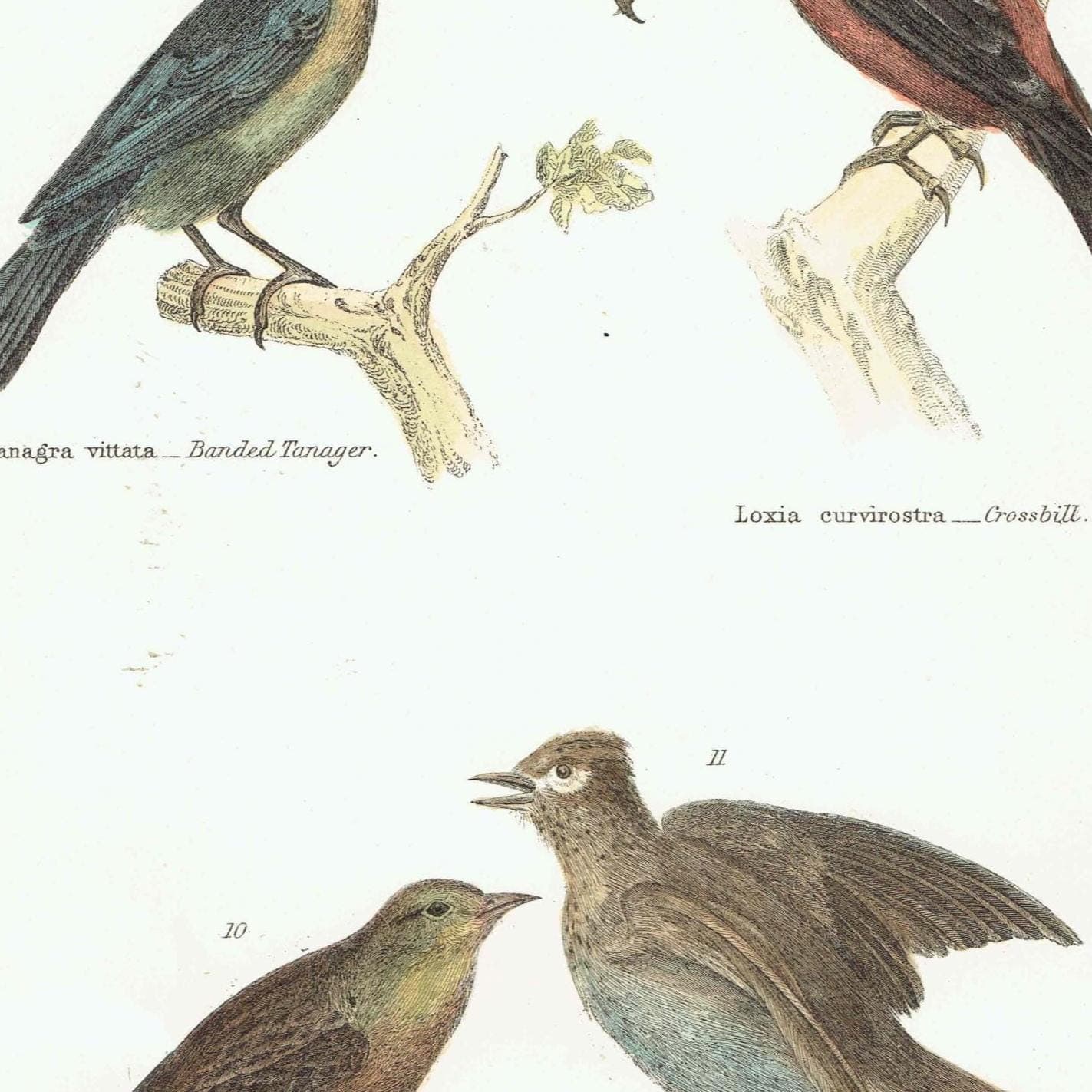 c.1880 Passeres Conirostres Bird Print - Banded Tanager, Crossbill, Ortolan, Skylark - Hand Coloured Ornithology Art - 9.75 x 6.25 in - Image 3