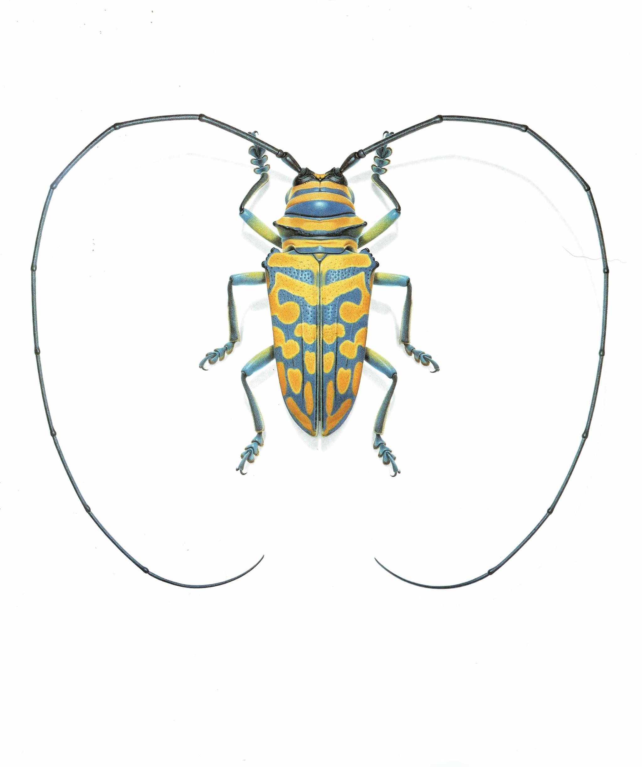 1986 Jewel Longhorn Beetle Sternotomis Bohemani Print - Durin Bernard Les Insectes Scientific Picture - Chevrolat Entomology - 11 x 13 in - Image 3