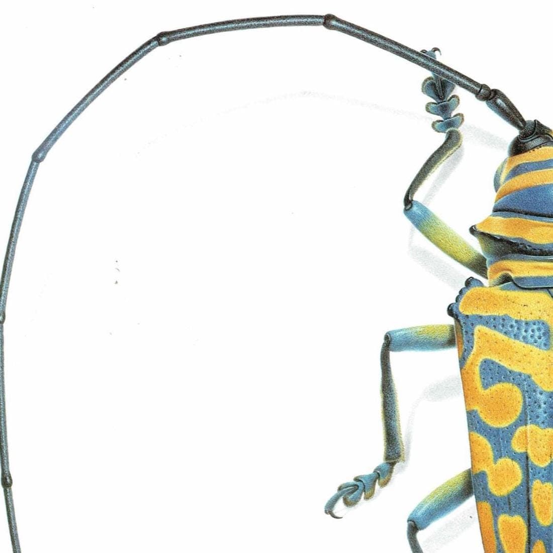 1986 Jewel Longhorn Beetle Sternotomis Bohemani Print - Durin Bernard Les Insectes Scientific Picture - Chevrolat Entomology - 11 x 13 in - Image 4