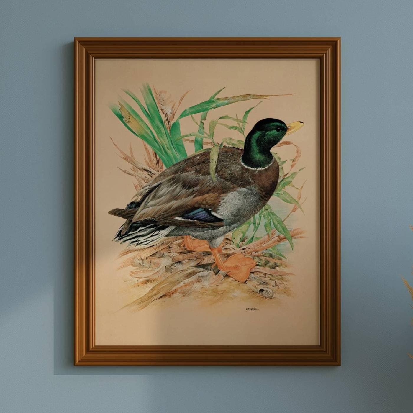 1981 Mallard Drake Anas Platyrhynchos - Original Vintage Print - Game Birds - Maurice Pledger Wildlife Study - 11.5 x 16.5 in - Image 1