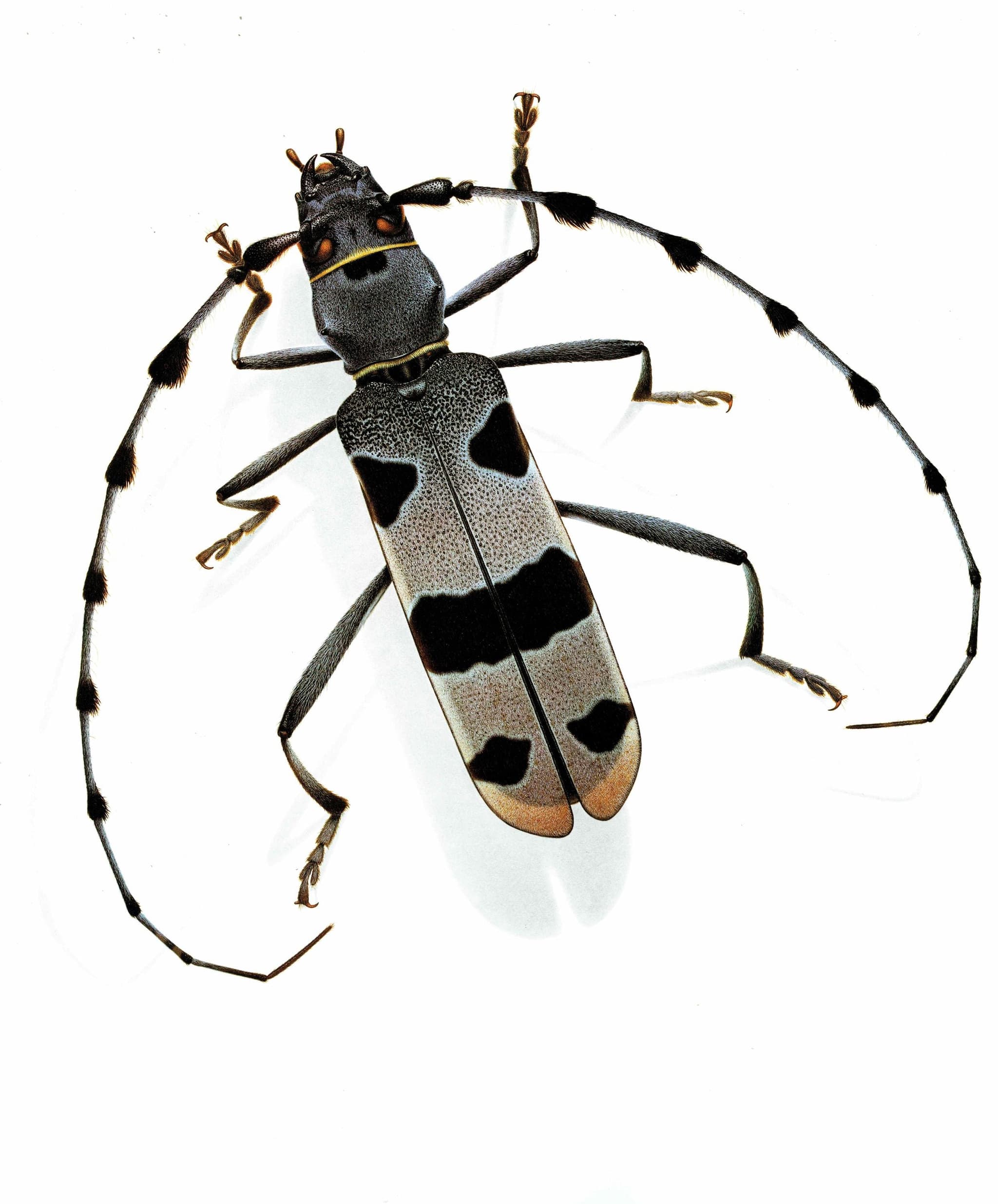 1986 Longicorn Of The Alps Rosalia Alpina Rosalia Print - Durin Bernard Scientific Illustration - Linnaeus Entomology -11 x 13 in - Image 3