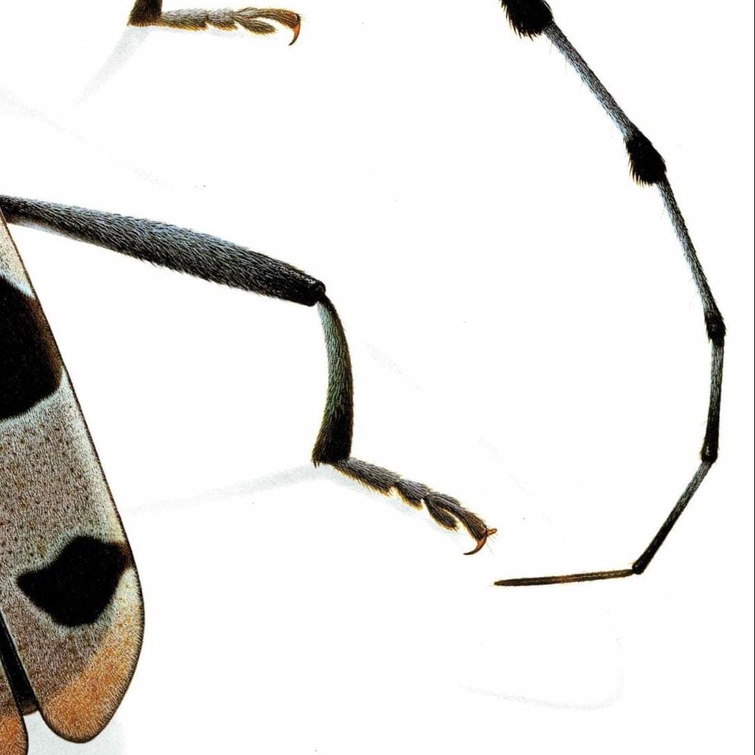 1986 Longicorn Of The Alps Rosalia Alpina Rosalia Print - Durin Bernard Scientific Illustration - Linnaeus Entomology -11 x 13 in - Image 5