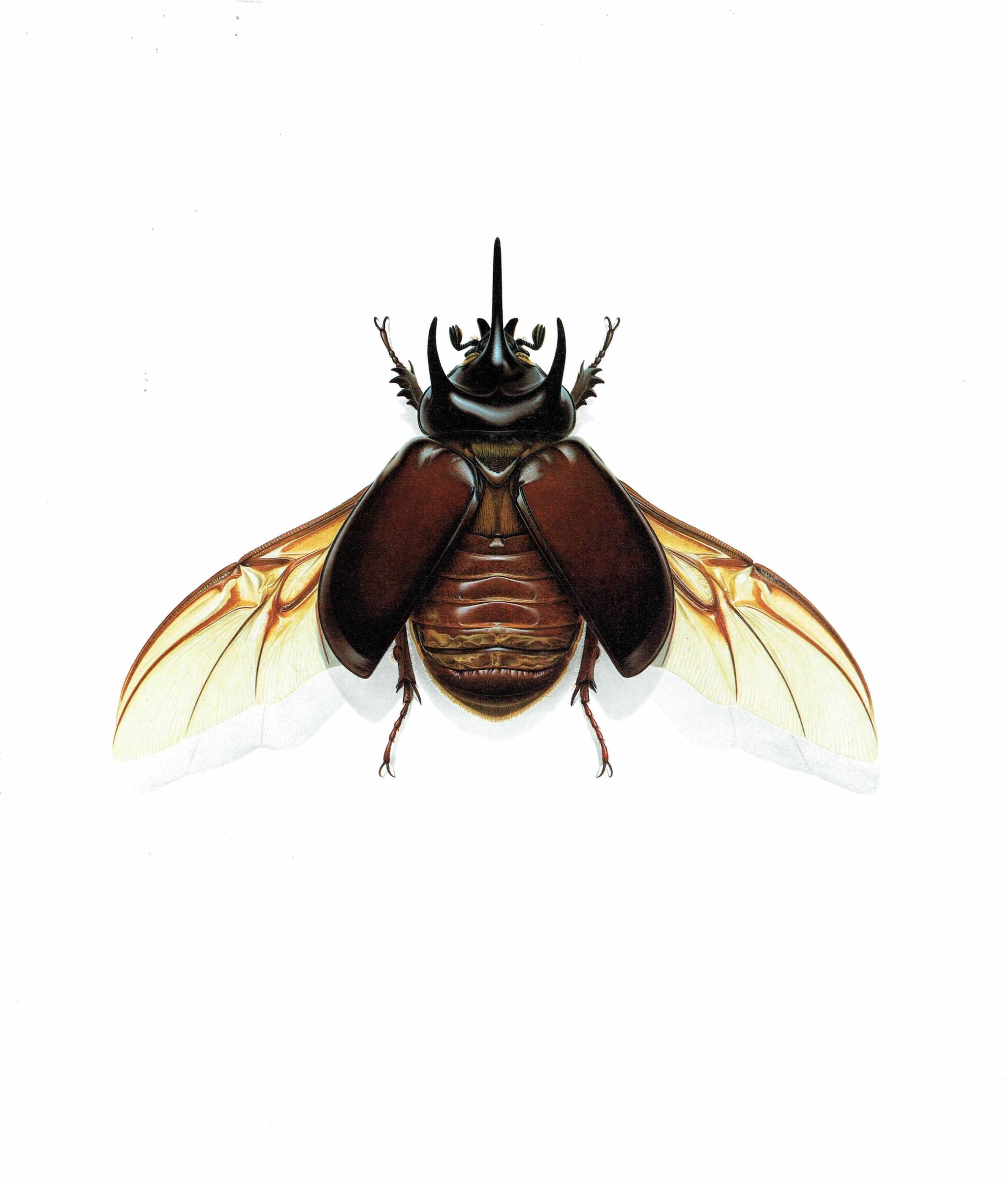 1986 Large Print 11 x 13 in - Three-Horned Dynastid Strategus Jugurtha - Durin Bernard Les Insectes Scientific - Burmeister Entomology - Image 3