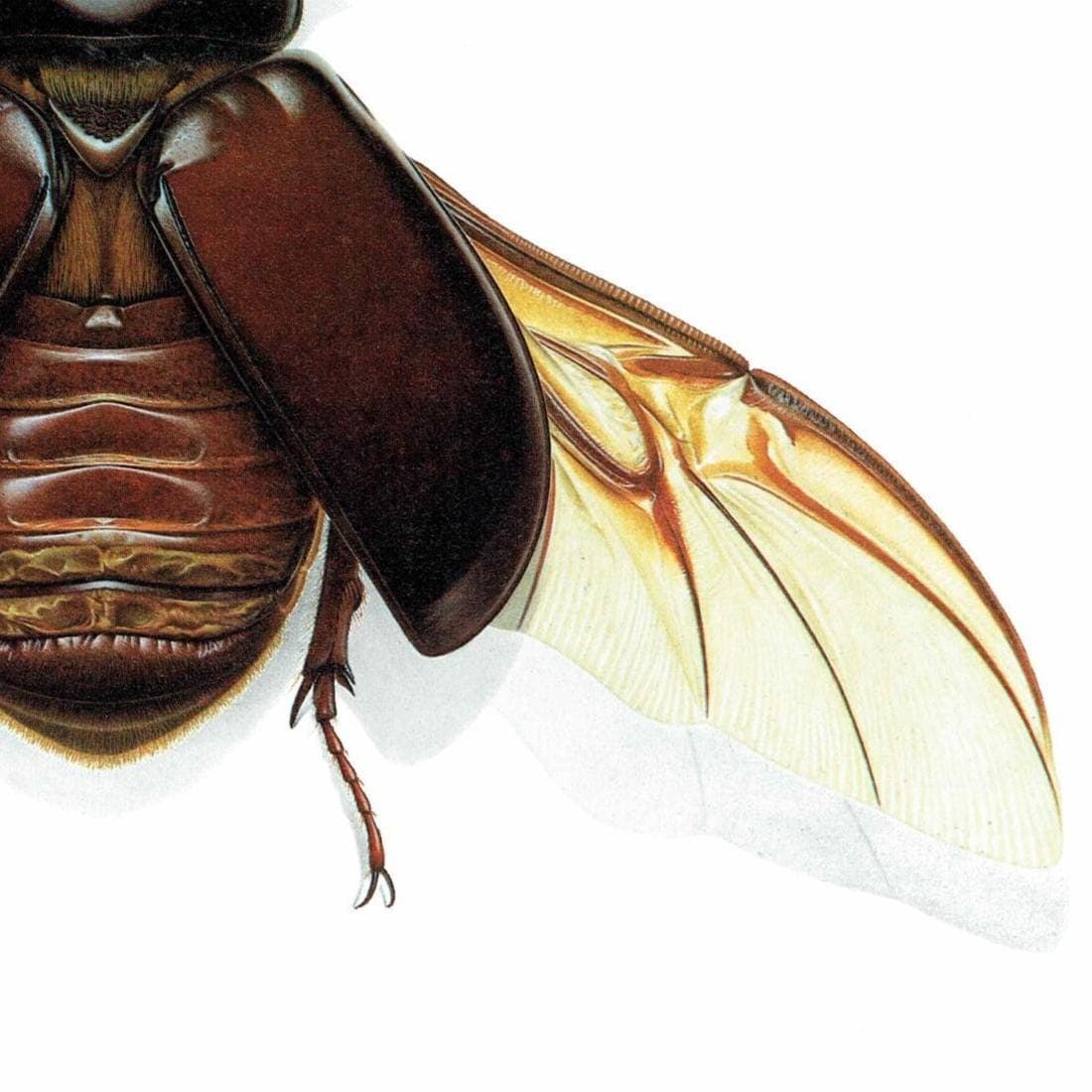 1986 Large Print 11 x 13 in - Three-Horned Dynastid Strategus Jugurtha - Durin Bernard Les Insectes Scientific - Burmeister Entomology - Image 5