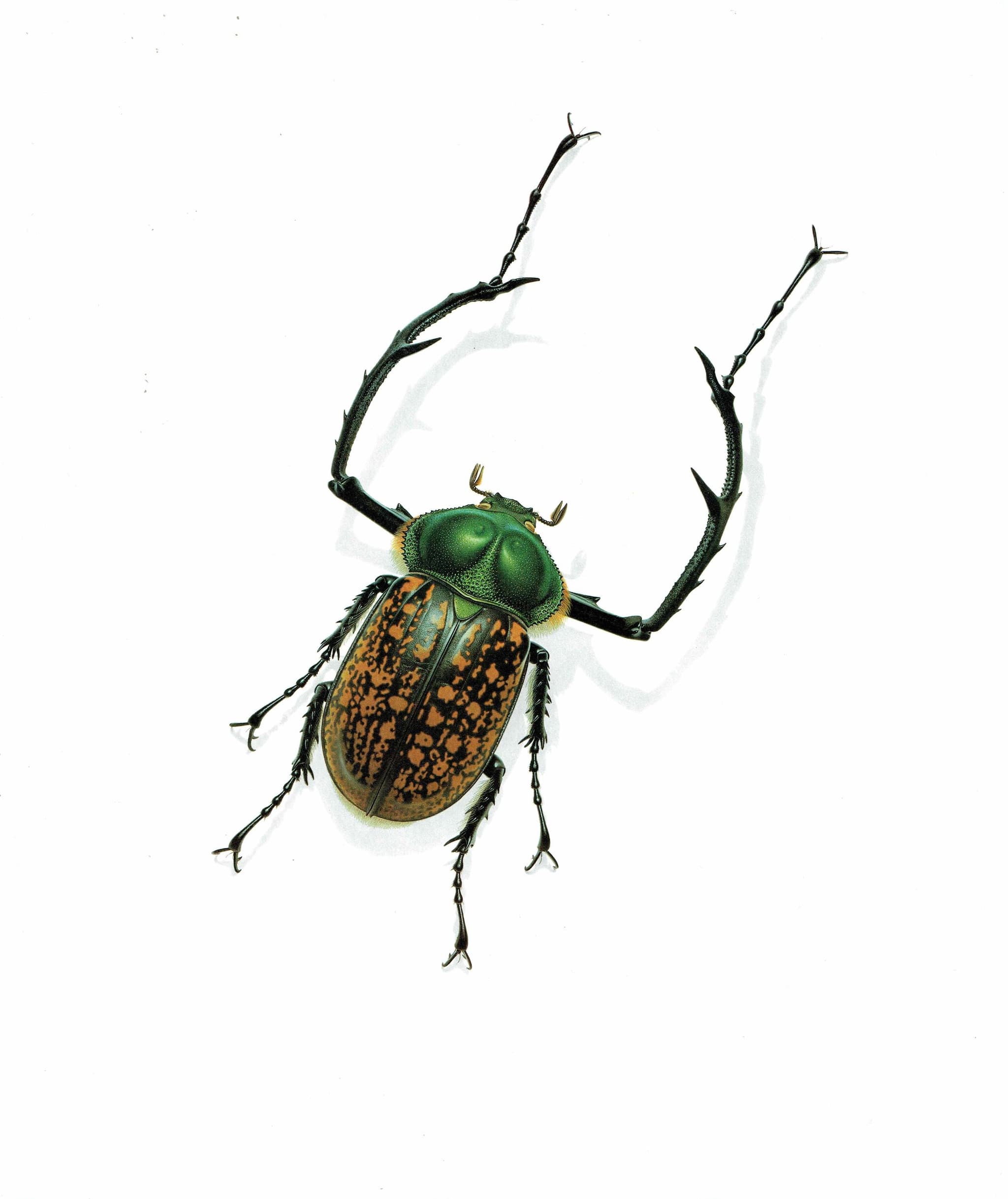1986 Macleay's Long-Armed Chafer Cheirotonus Macleayi Print - Durin Bernard Les Insectes Scientific Picture - Hope Entomology - 11 x 13 in - Image 3