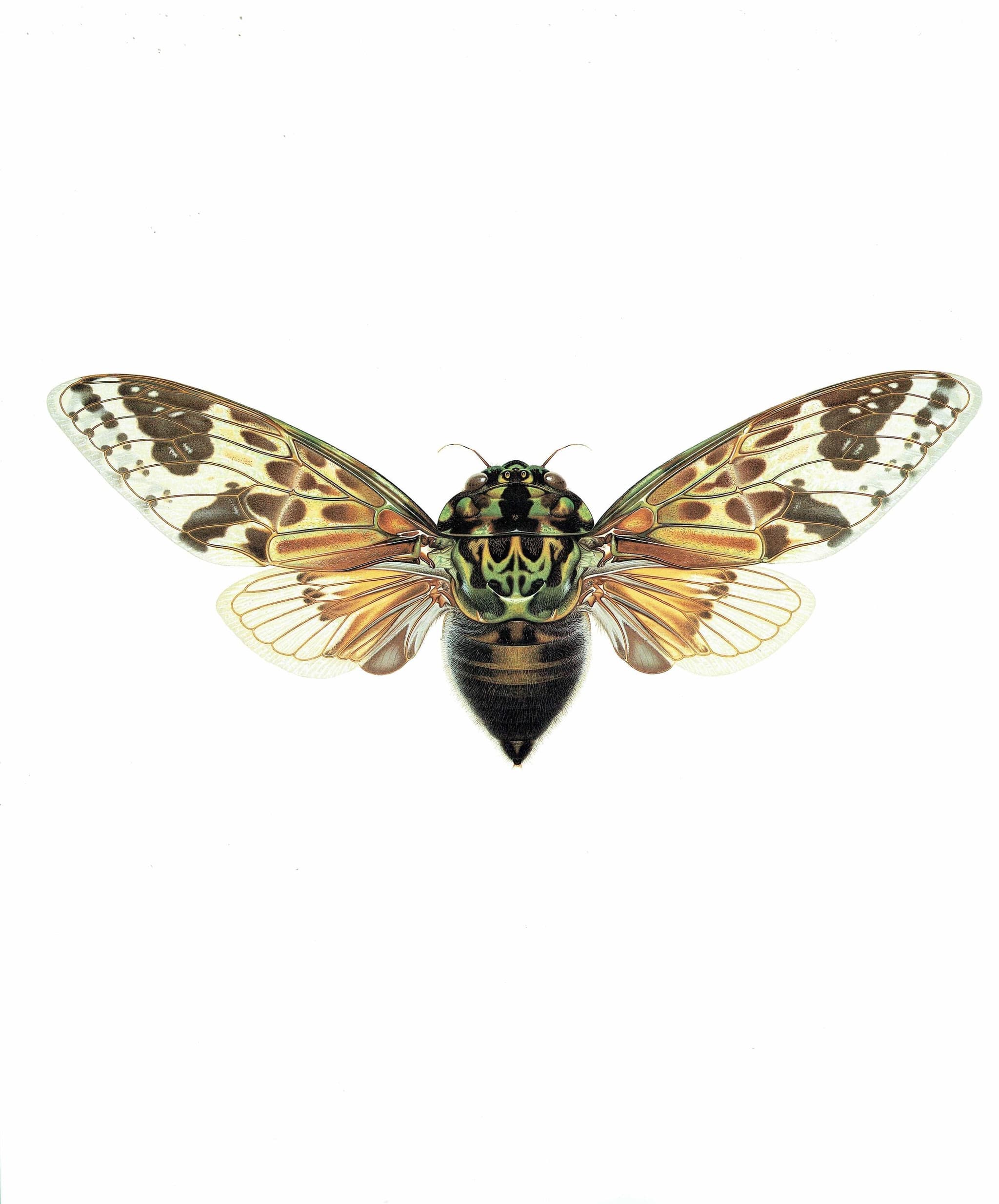 1986 Mana Cicada Pycna Antinoirii Print - Durin Bernard Scientific Illustration - Lethierry Entomology - 11 x 13 in - Image 3