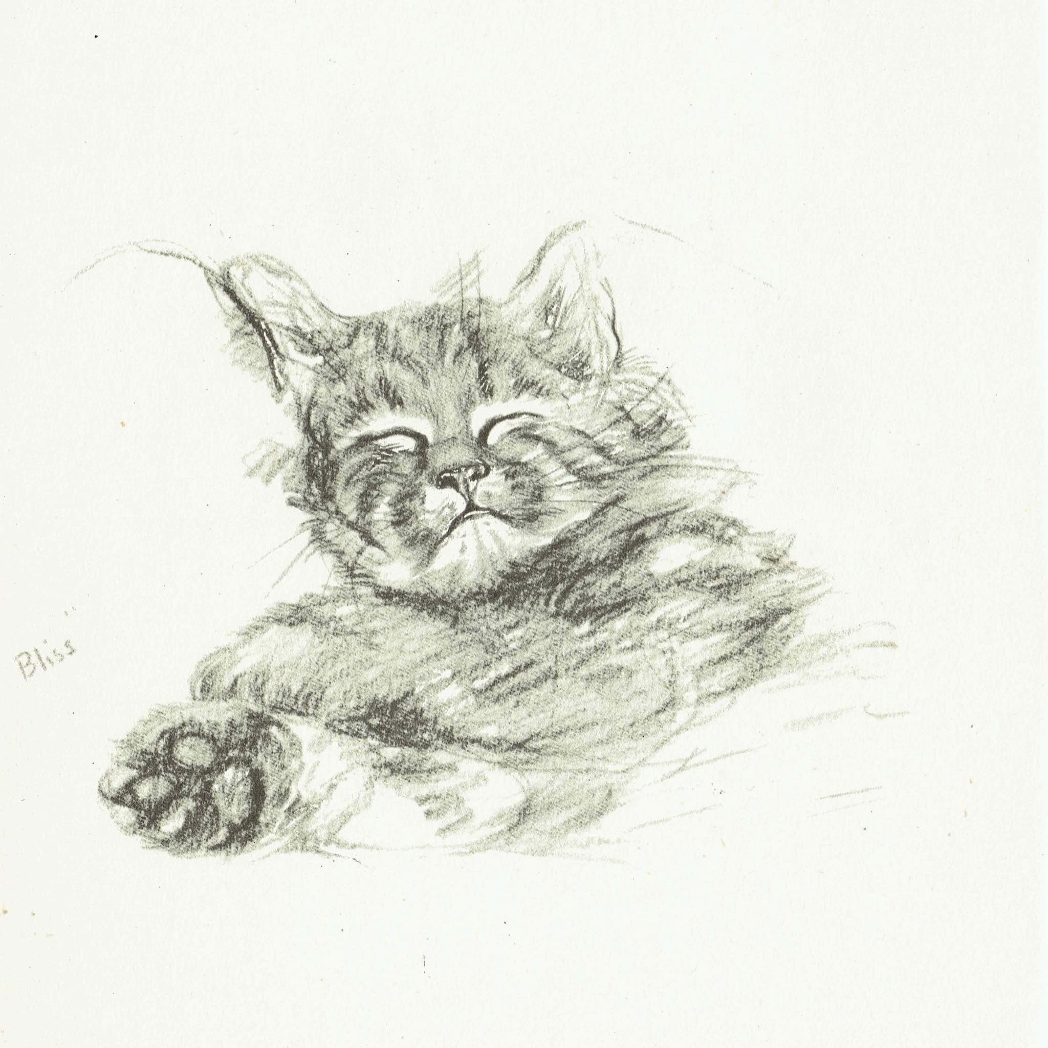 1946 Sleeping Kitten 'Bliss' - Original Vintage Print By Dawson - Cat Portrait Pet Animal Art Neighbours Book - 7 x 9.5 in