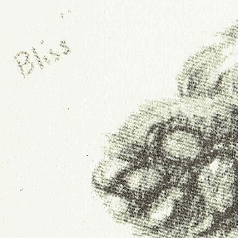 1946 Sleeping Kitten 'Bliss' - Original Vintage Print By Dawson - Cat Portrait Pet Animal Art Neighbours Book - 7 x 9.5 in - Image 4