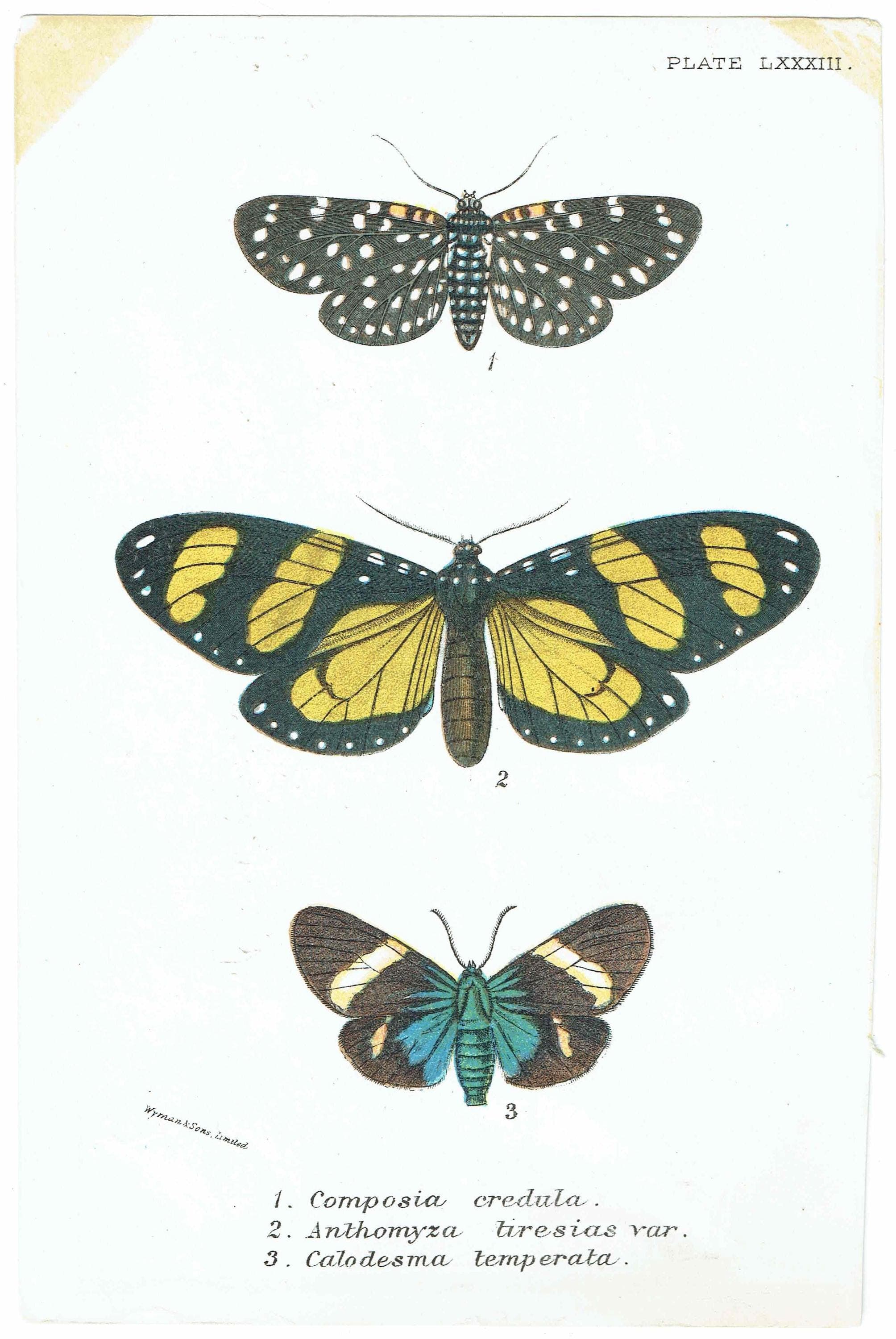 1896 Antique Moth Print - Composia credula, Anthomyza teresias, Calodesma temperata - Moth species - Entomology Wall Art - 7 x 4.5 in - Image 2