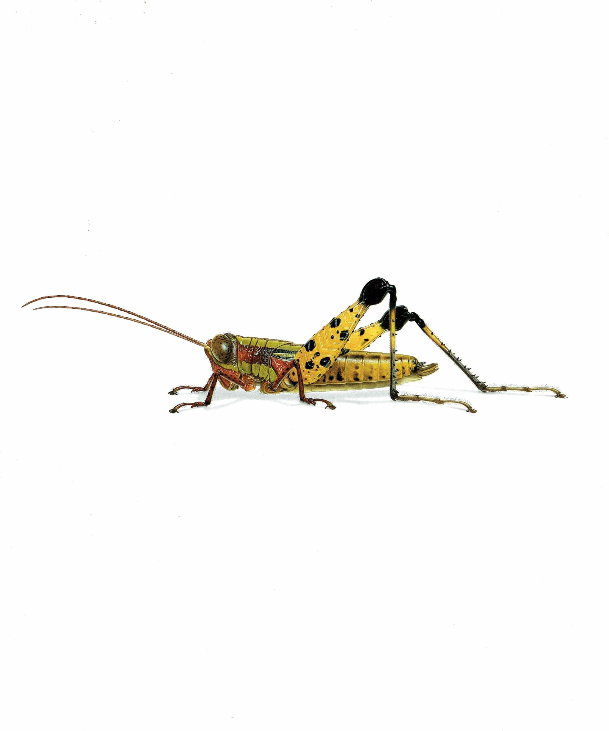 1986 Grasshopper Eucriotettix Piperacicus Print - Durin Bernard Les Insectes Scientific Illustration - Deschamps Entomology - 11 x 13 in - Image 3