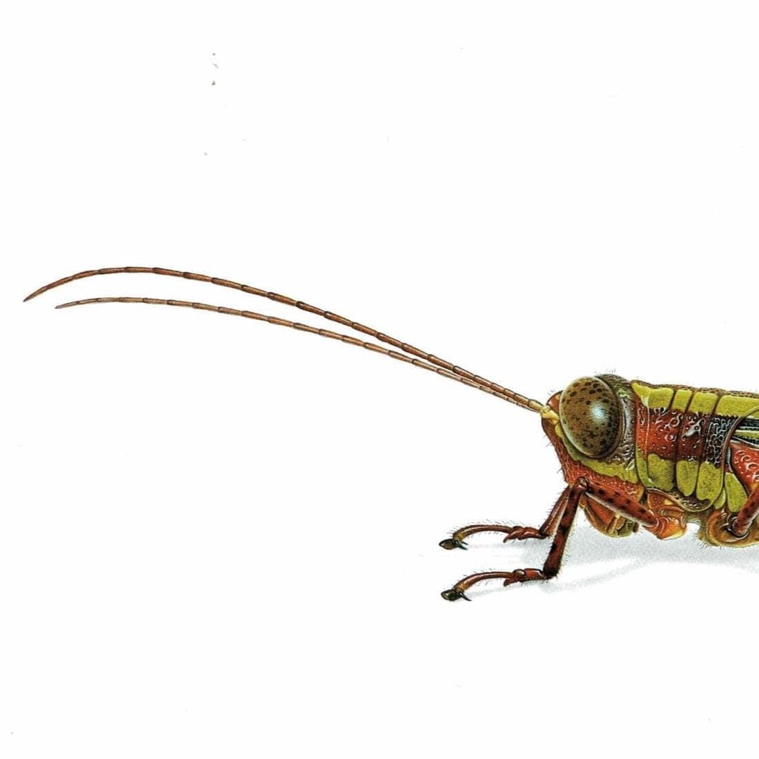 1986 Grasshopper Eucriotettix Piperacicus Print - Durin Bernard Les Insectes Scientific Illustration - Deschamps Entomology - 11 x 13 in - Image 4