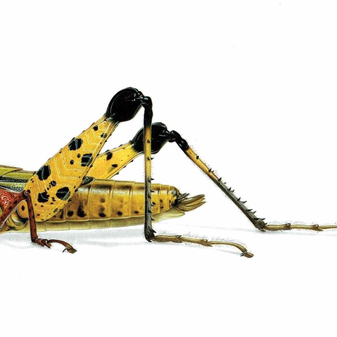 1986 Grasshopper Eucriotettix Piperacicus Print - Durin Bernard Les Insectes Scientific Illustration - Deschamps Entomology - 11 x 13 in - Image 5