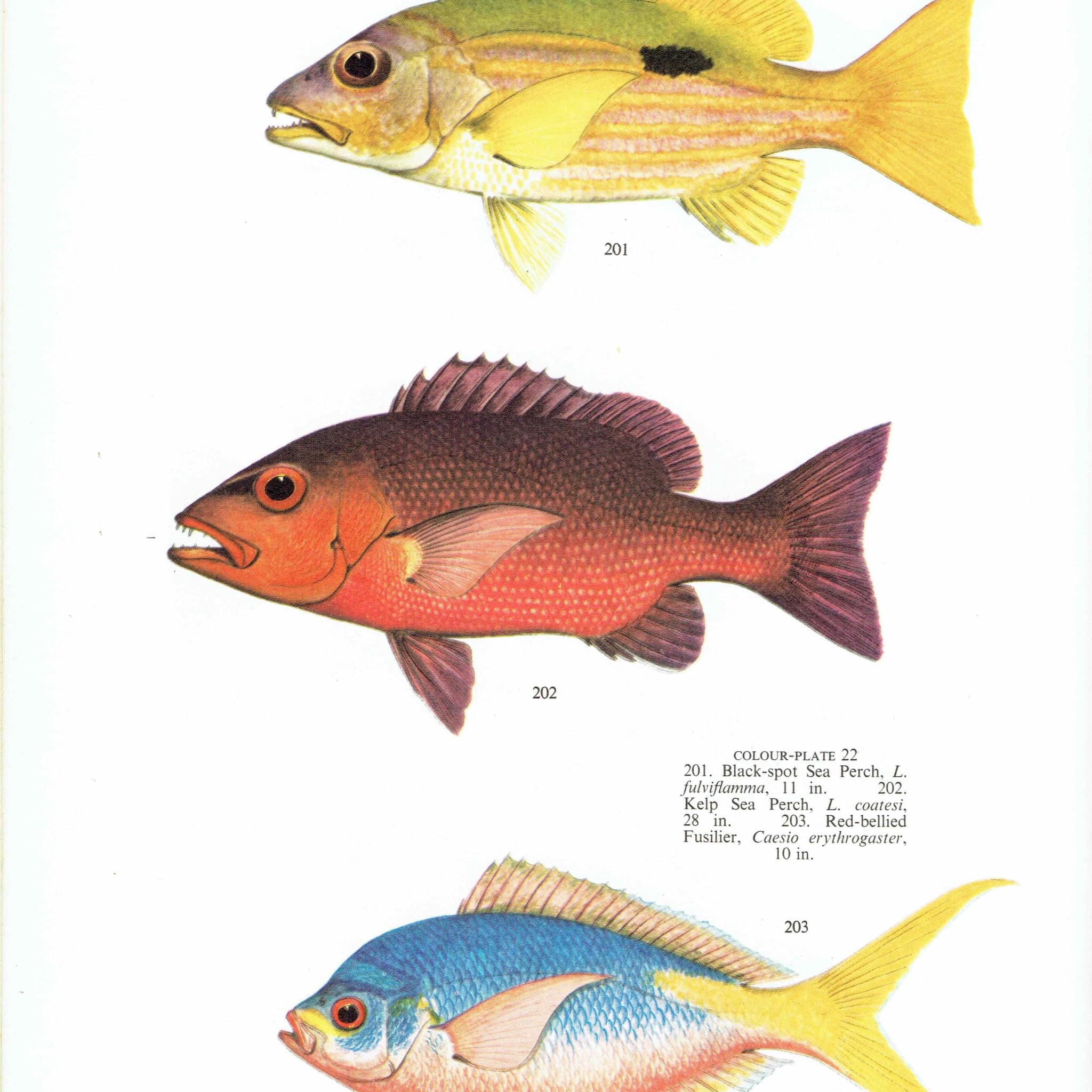 1964 Black-spot Sea Perch & Yellow-banded Hussar - Original Vintage Print By Coates - Great Barrier Reef Fish Science - 7 x 9 in