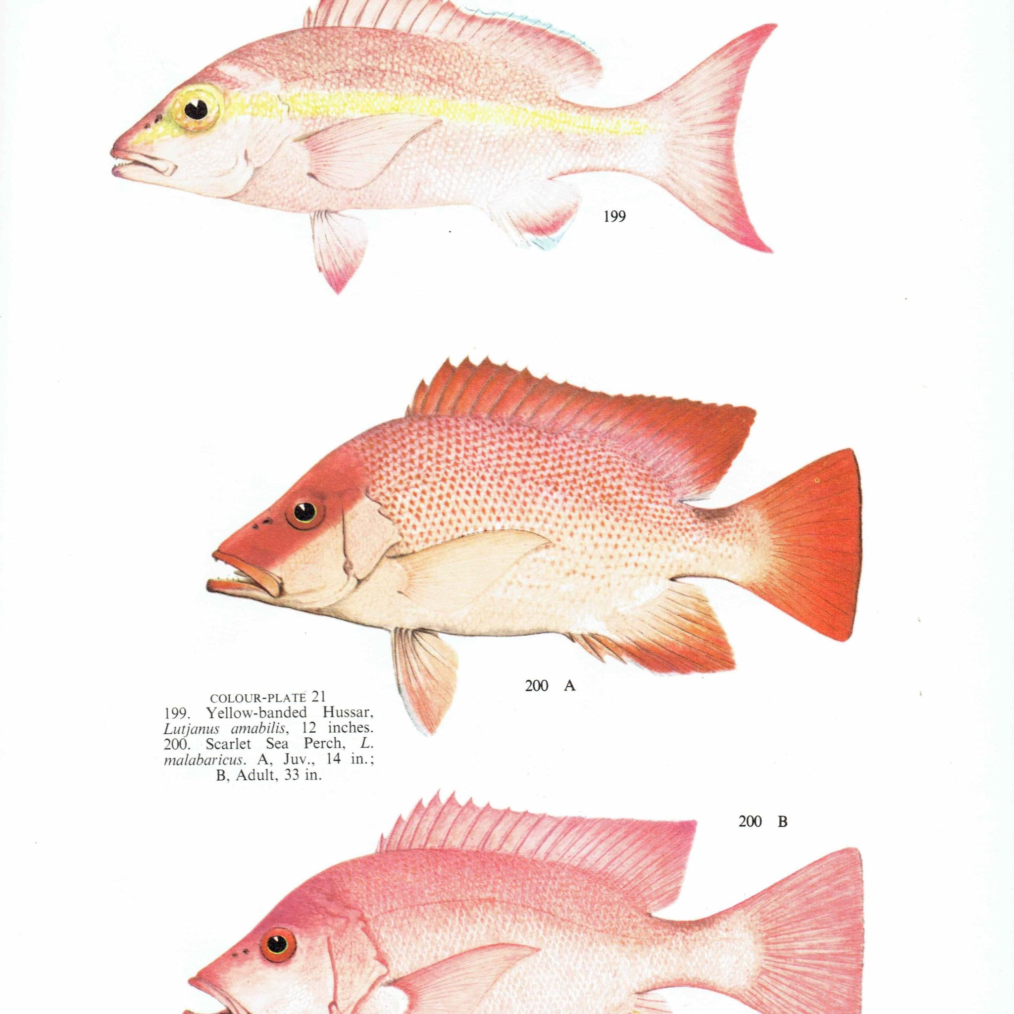 1964 Black-spot Sea Perch & Yellow-banded Hussar - Original Vintage Print By Coates - Great Barrier Reef Fish Science - 7 x 9 in - Image 2