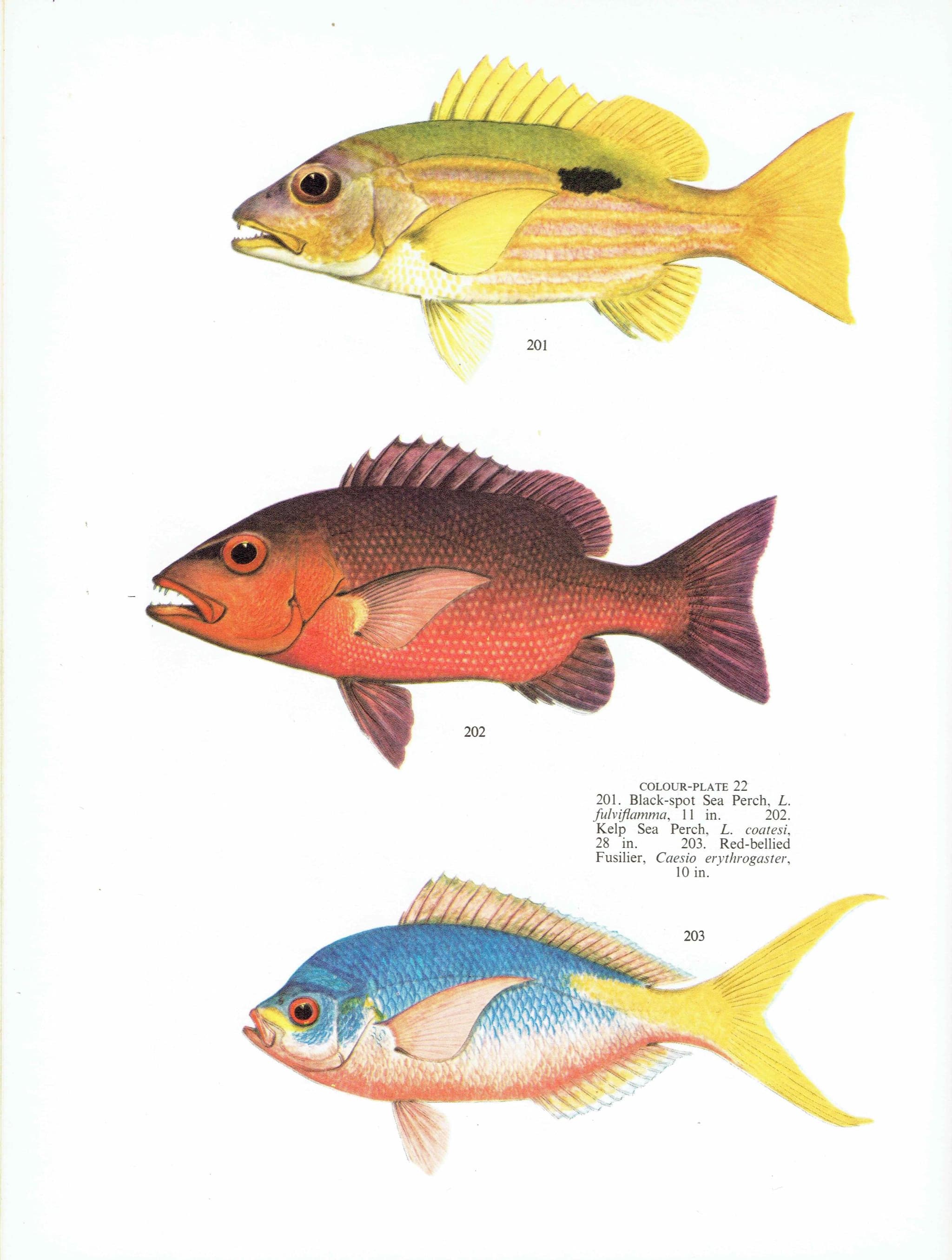 1964 Black-spot Sea Perch & Yellow-banded Hussar - Original Vintage Print By Coates - Great Barrier Reef Fish Science - 7 x 9 in - Image 3