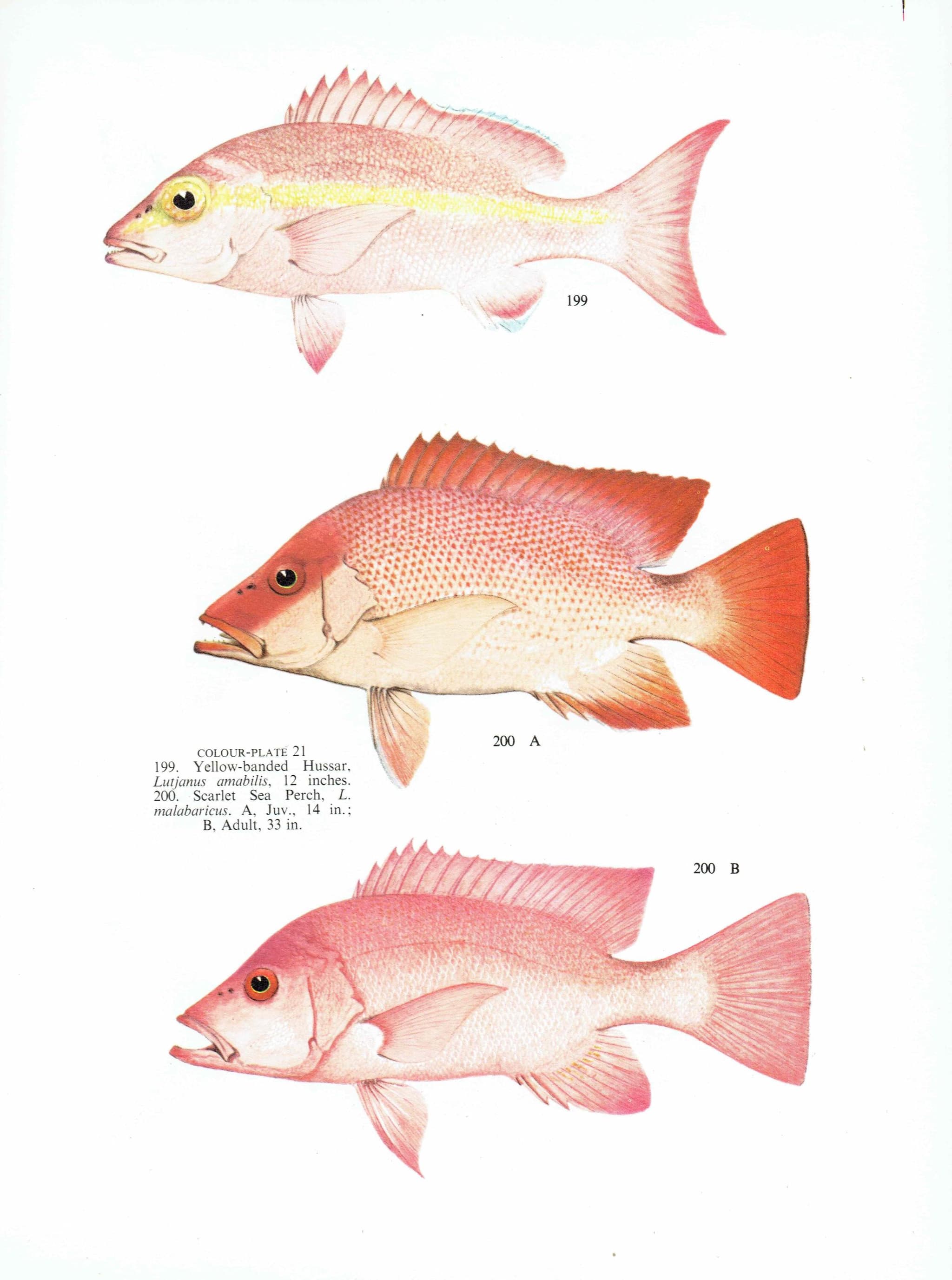 1964 Black-spot Sea Perch & Yellow-banded Hussar - Original Vintage Print By Coates - Great Barrier Reef Fish Science - 7 x 9 in - Image 4