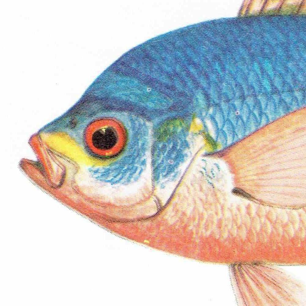 1964 Black-spot Sea Perch & Yellow-banded Hussar - Original Vintage Print By Coates - Great Barrier Reef Fish Science - 7 x 9 in - Image 5