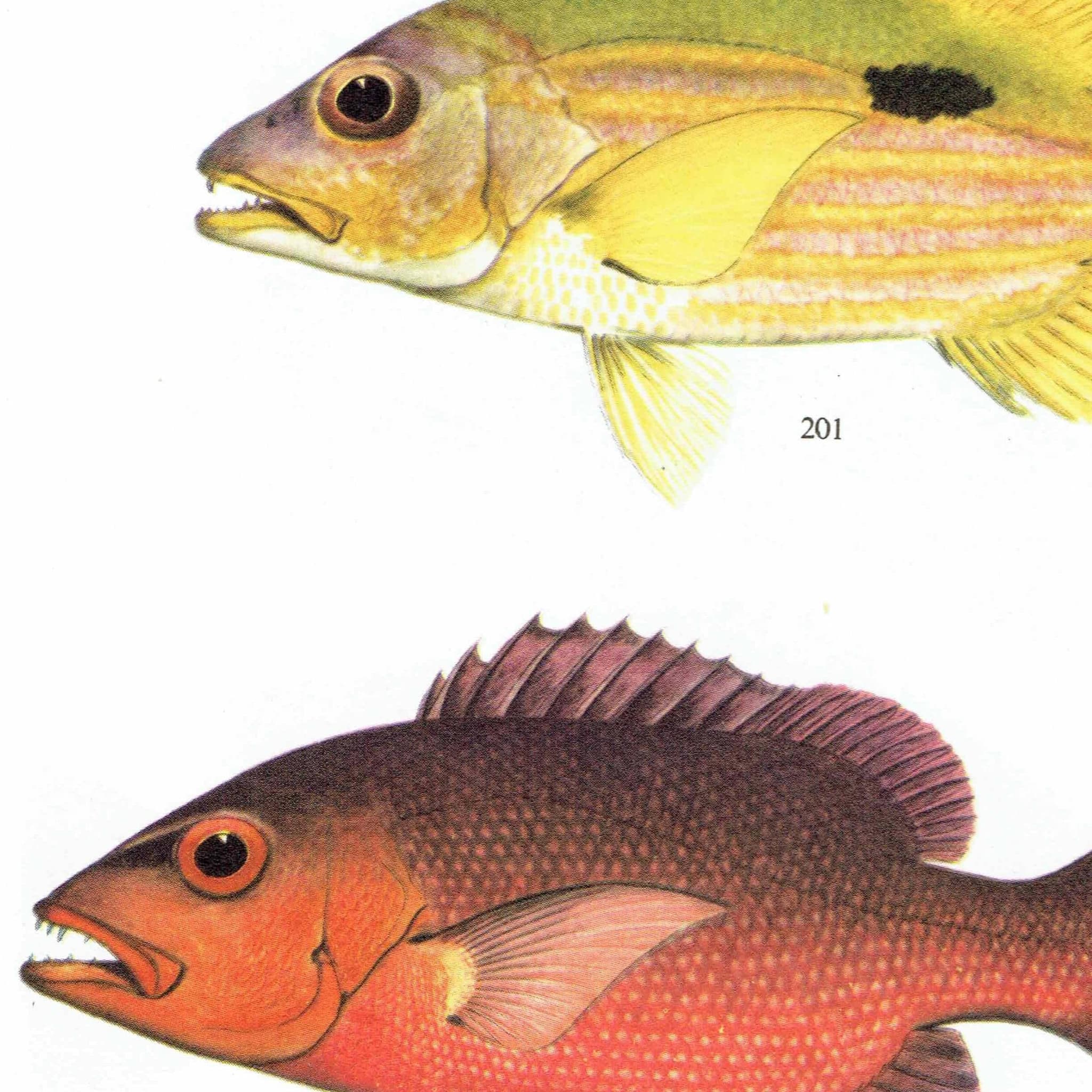 1964 Black-spot Sea Perch & Yellow-banded Hussar - Original Vintage Print By Coates - Great Barrier Reef Fish Science - 7 x 9 in - Image 6