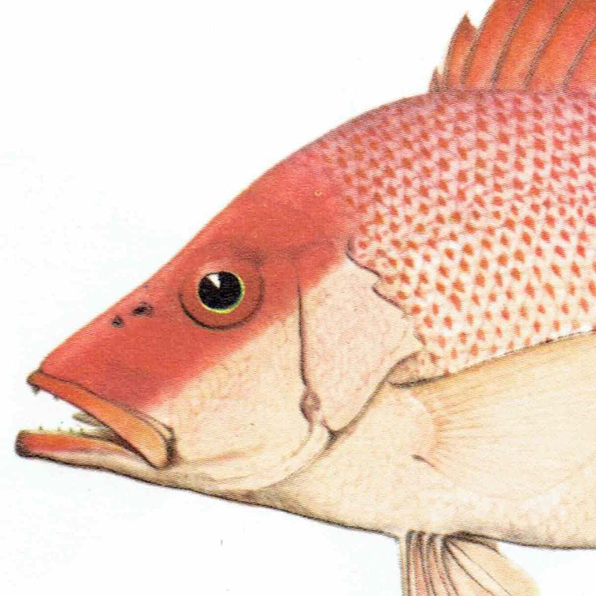 1964 Black-spot Sea Perch & Yellow-banded Hussar - Original Vintage Print By Coates - Great Barrier Reef Fish Science - 7 x 9 in - Image 7