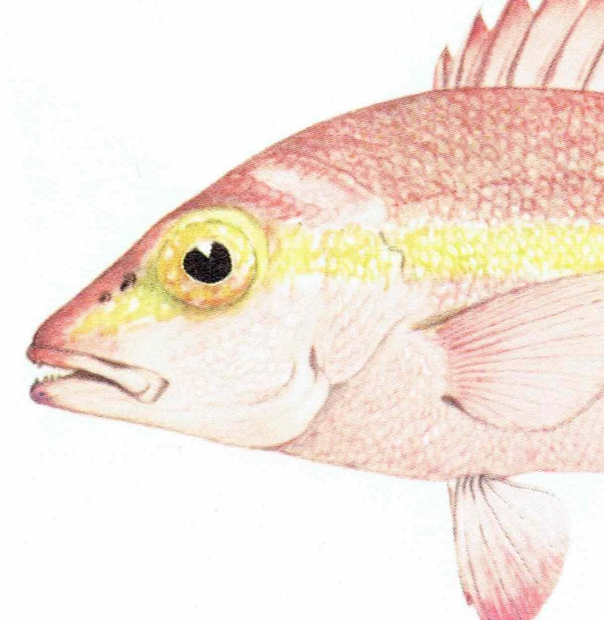 1964 Black-spot Sea Perch & Yellow-banded Hussar - Original Vintage Print By Coates - Great Barrier Reef Fish Science - 7 x 9 in - Image 8