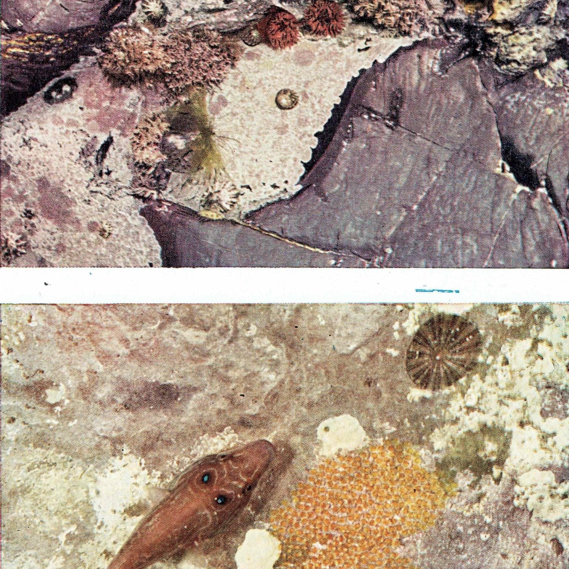 1959 Marine Life Underwater Photography - Small Rock Pool & Cornish Sucker-fish - Vintage Sea Anemone - Ocean Biology Print - 5 x 8.25 in - Image 2