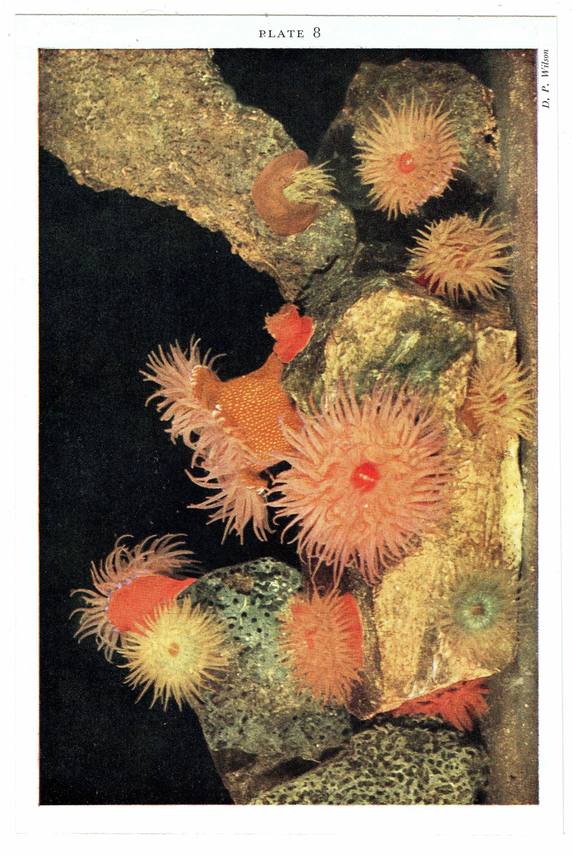 1959 Marine Life Underwater Photography - Small Rock Pool & Cornish Sucker-fish - Vintage Sea Anemone - Ocean Biology Print - 5 x 8.25 in - Image 3