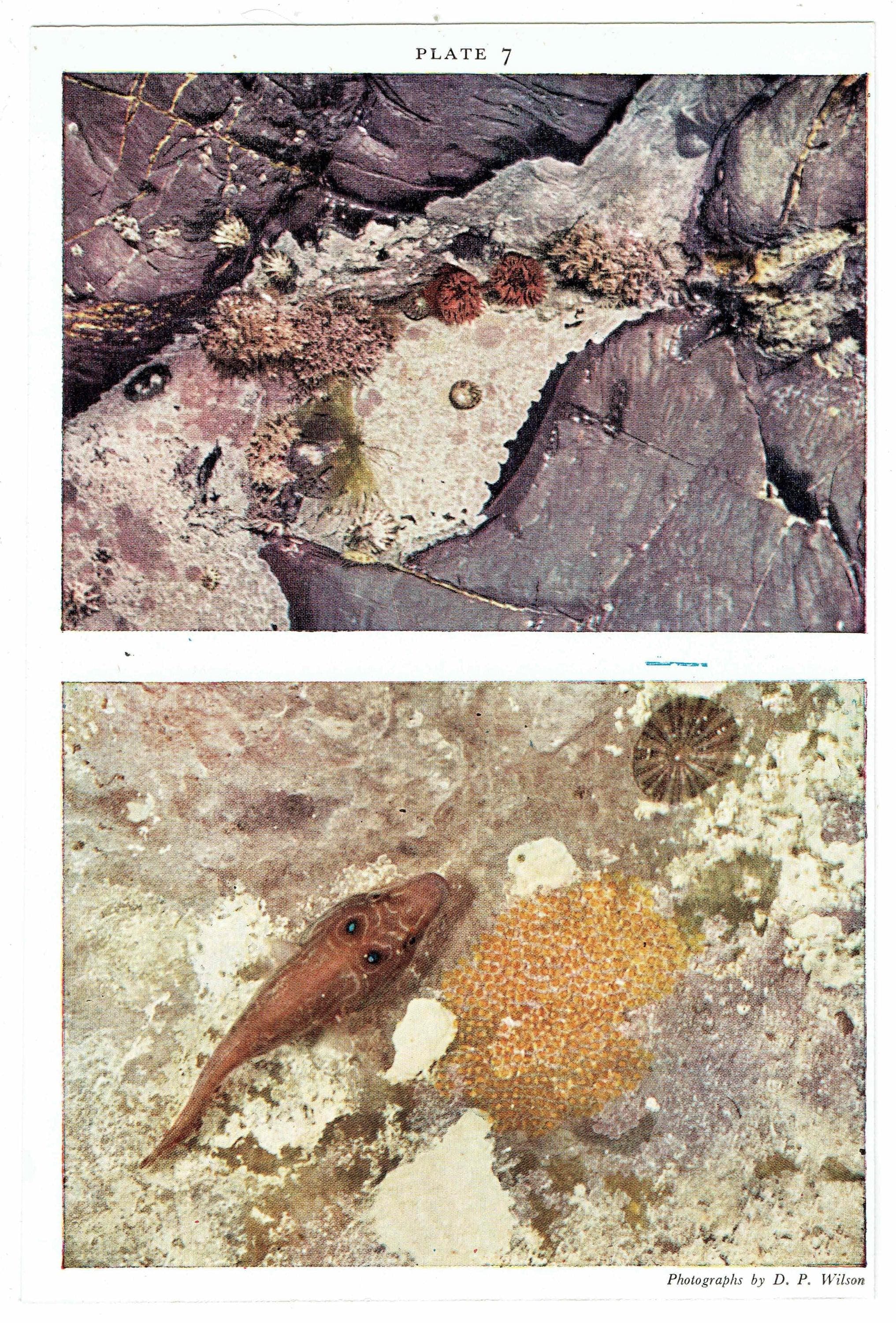 1959 Marine Life Underwater Photography - Small Rock Pool & Cornish Sucker-fish - Vintage Sea Anemone - Ocean Biology Print - 5 x 8.25 in - Image 4