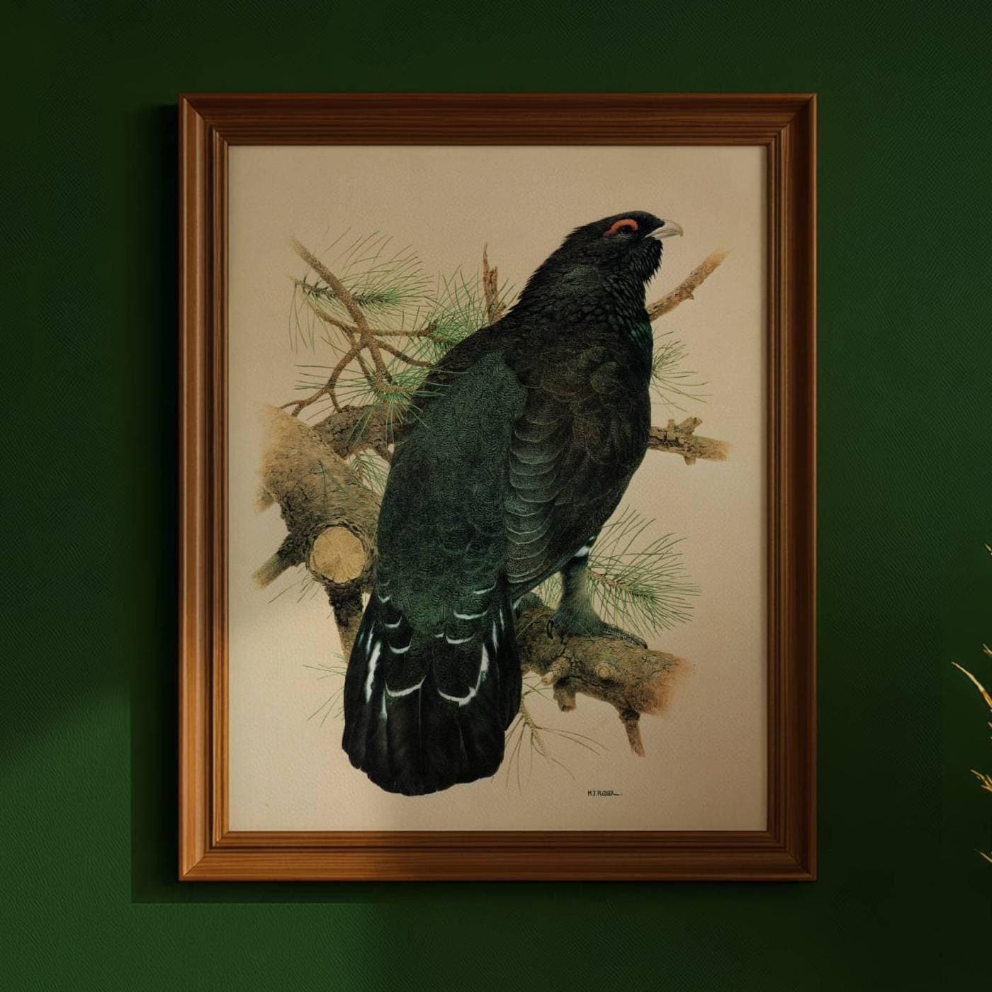 1981 Capercaillie Tetrao Urogallus - - Maurice Pledger - Original Vintage Game Bird Art Print- 11.5 x 16.5 in - Image 1
