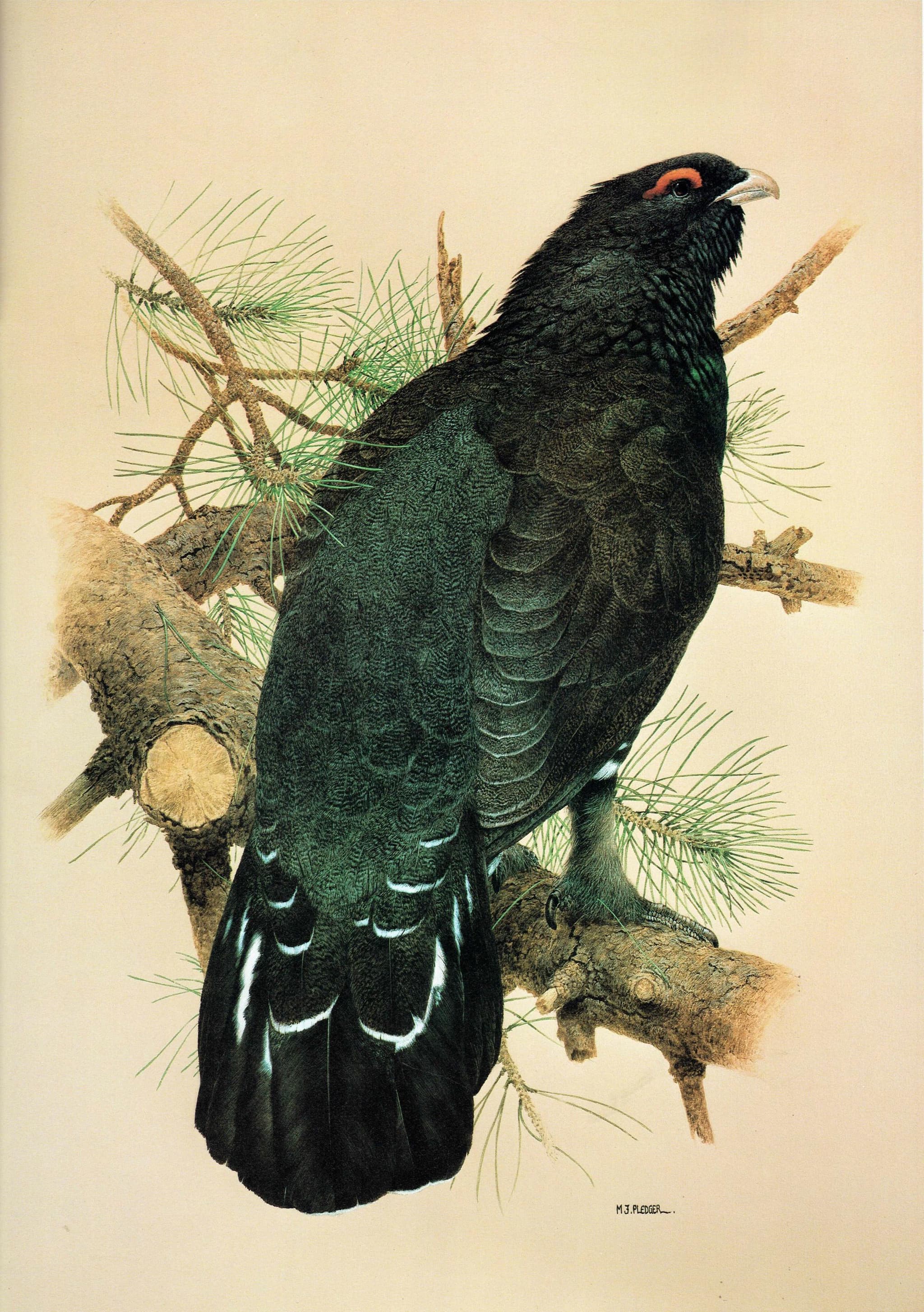 1981 Capercaillie Tetrao Urogallus - - Maurice Pledger - Original Vintage Game Bird Art Print- 11.5 x 16.5 in - Image 2
