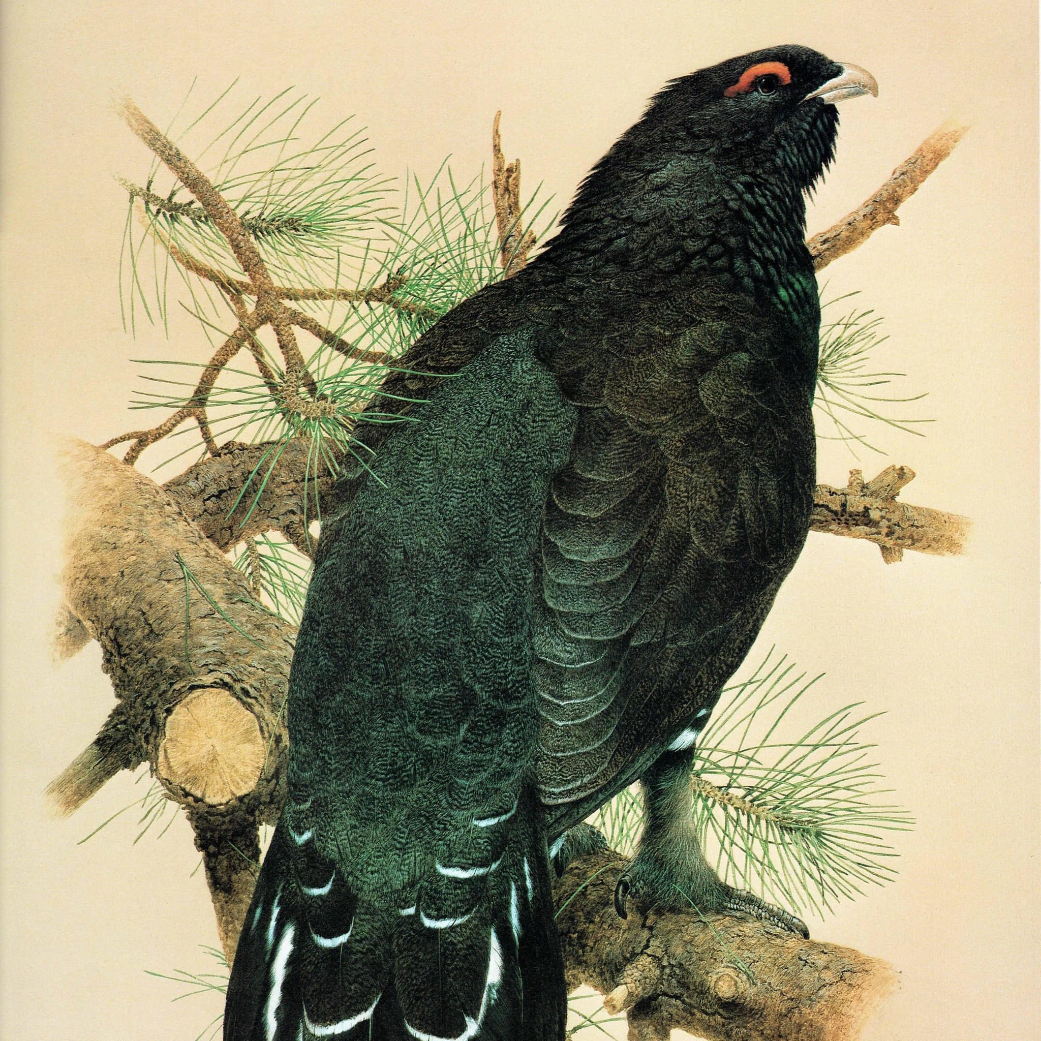 1981 Capercaillie Tetrao Urogallus - - Maurice Pledger - Original Vintage Game Bird Art Print- 11.5 x 16.5 in - Image 3